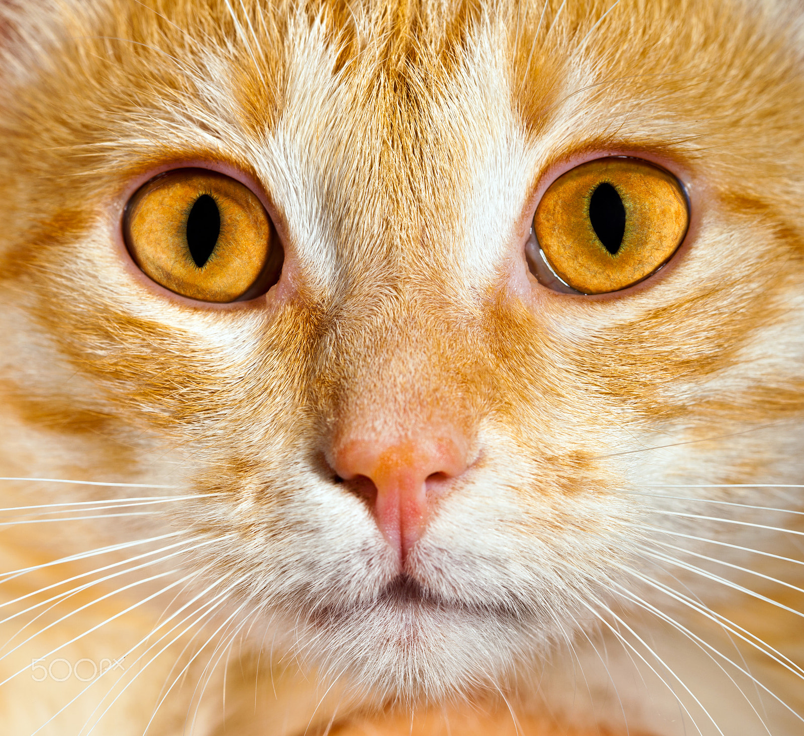 Canon EF 100mm F2.8 Macro USM sample photo. Cat close up photography