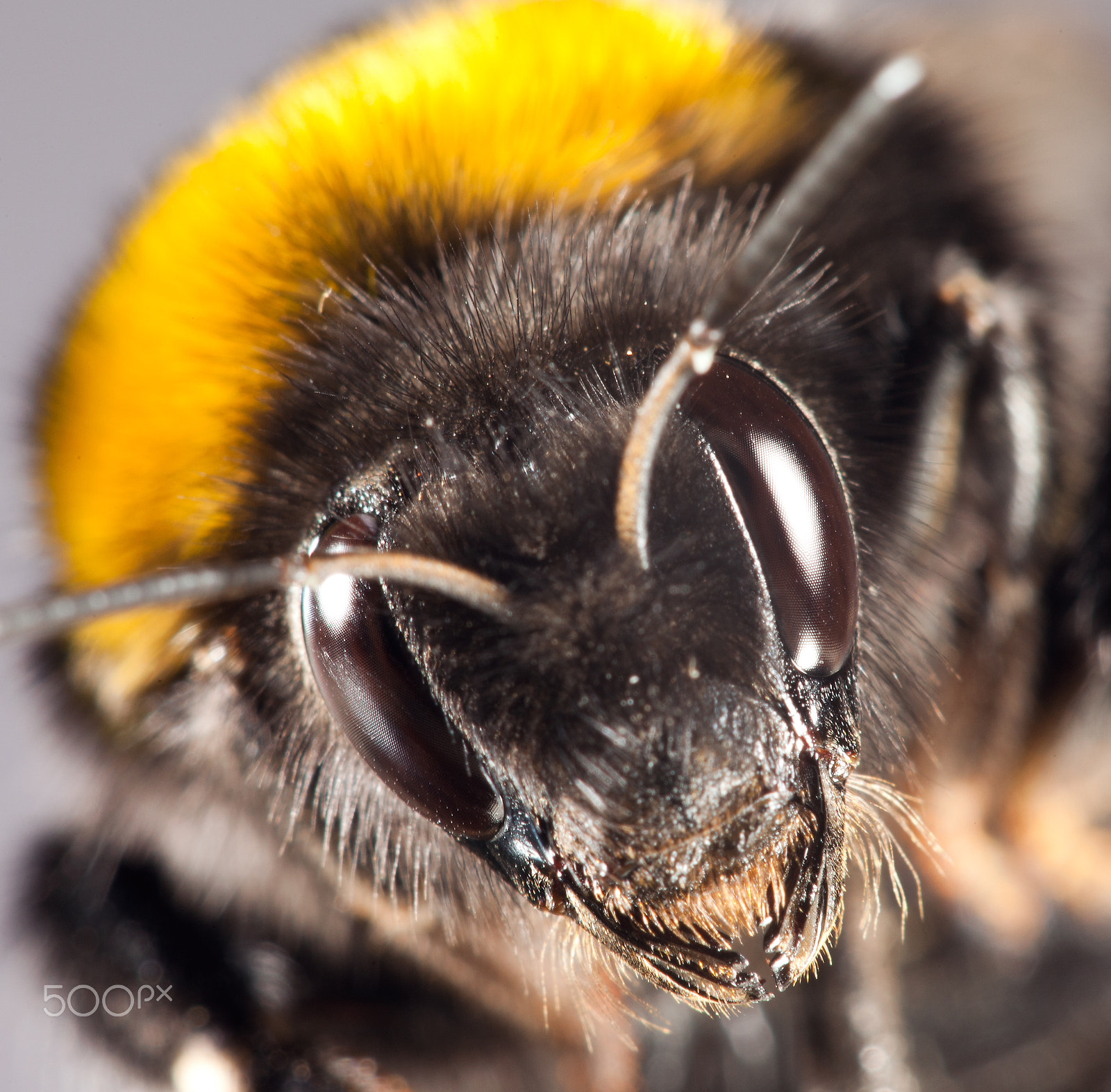 Canon EF 100mm F2.8 Macro USM sample photo. Bumblebee close up photography
