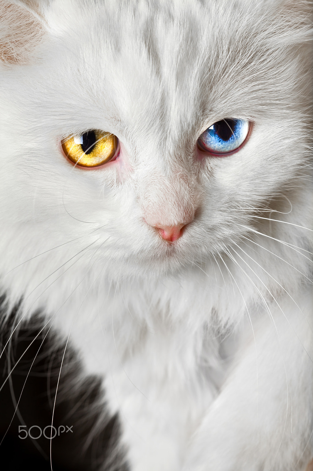 Canon EOS 5D Mark II sample photo. Varicoloured eyes white cat photography