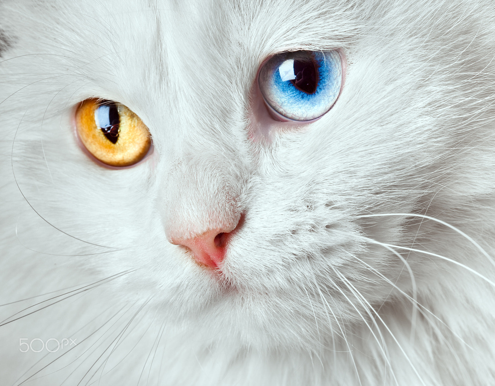 Canon EF 100mm F2.8 Macro USM sample photo. Varicoloured eyes white cat photography