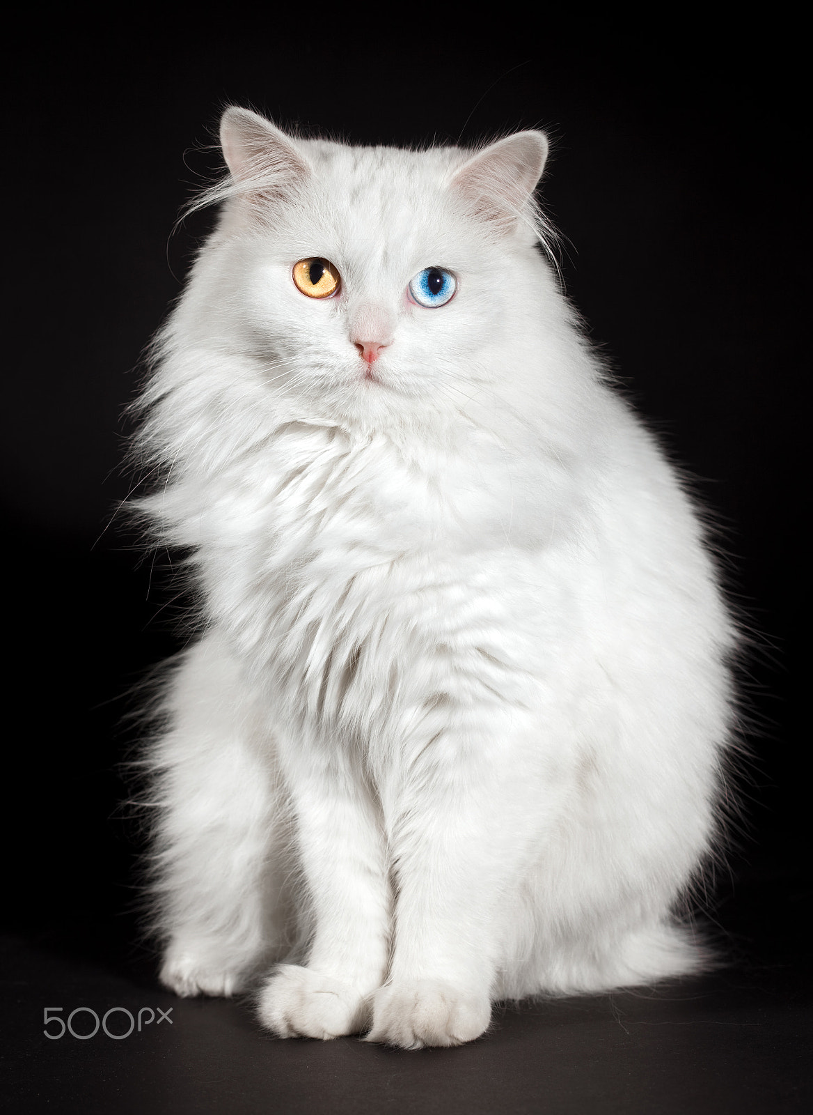 Canon EF 100mm F2.8 Macro USM sample photo. Varicoloured eyes white cat photography