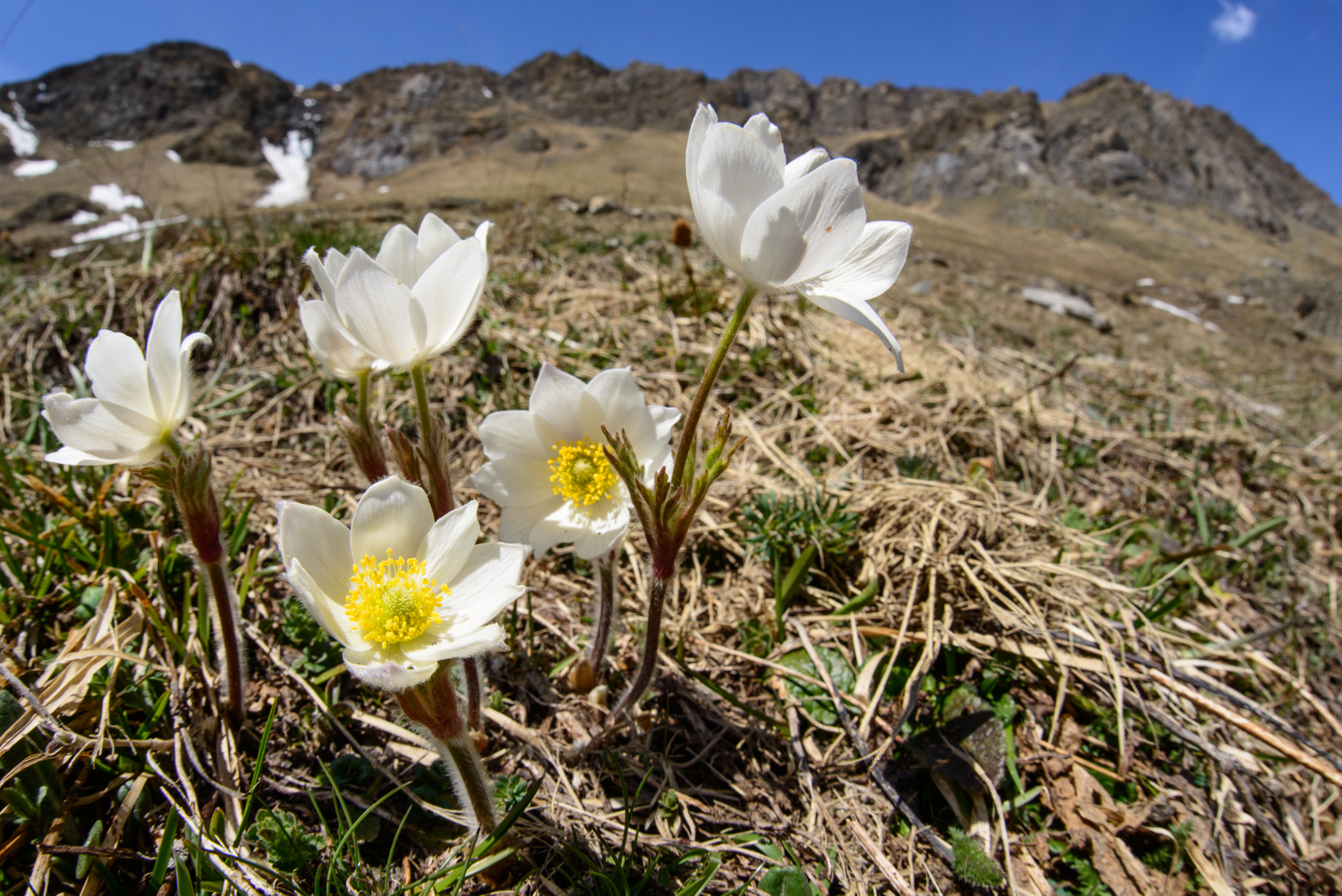 Sigma 15mm F2.8 EX DG Diagonal Fisheye sample photo. Alpine anemone blooming photography