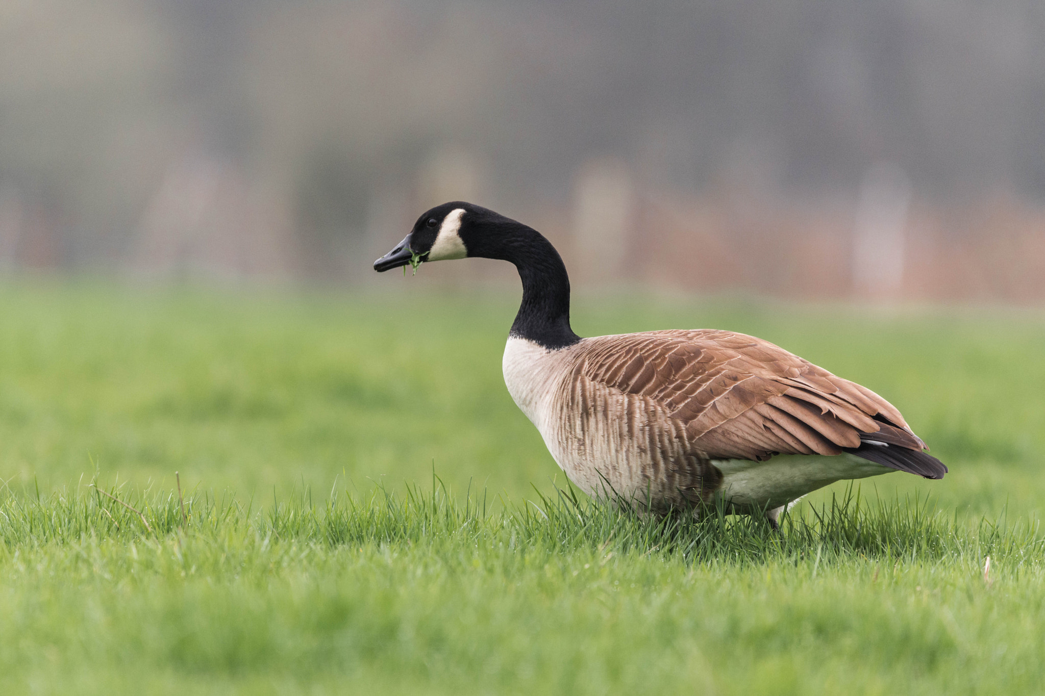 Nikon D7200 + Sigma 150-600mm F5-6.3 DG OS HSM | C sample photo. Wild goose photography