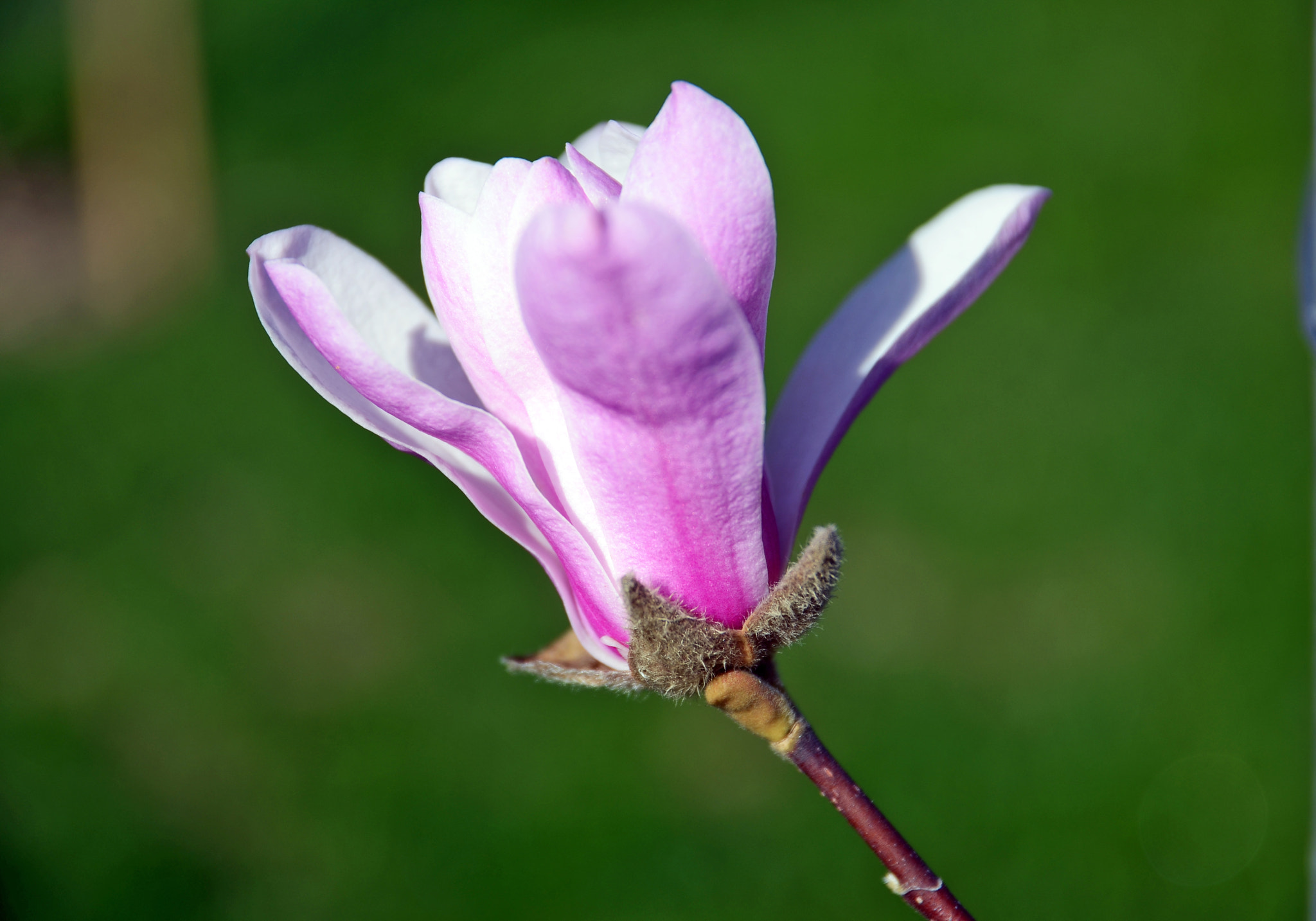 Sigma 17-70mm F2.8-4 DC Macro OS HSM | C sample photo. Magnolia photography