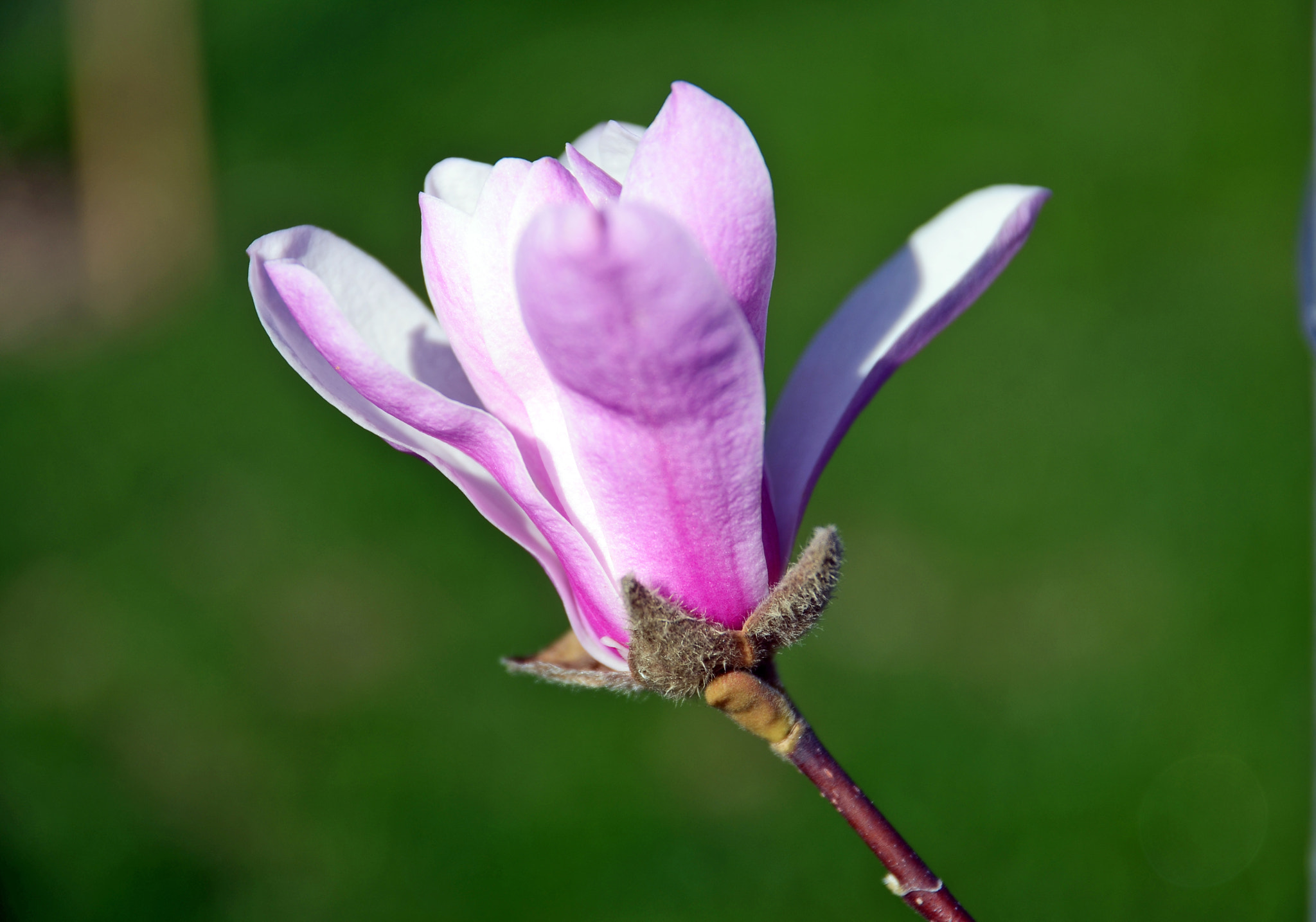 Nikon D7000 + Sigma 17-70mm F2.8-4 DC Macro OS HSM | C sample photo. Magnolia photography