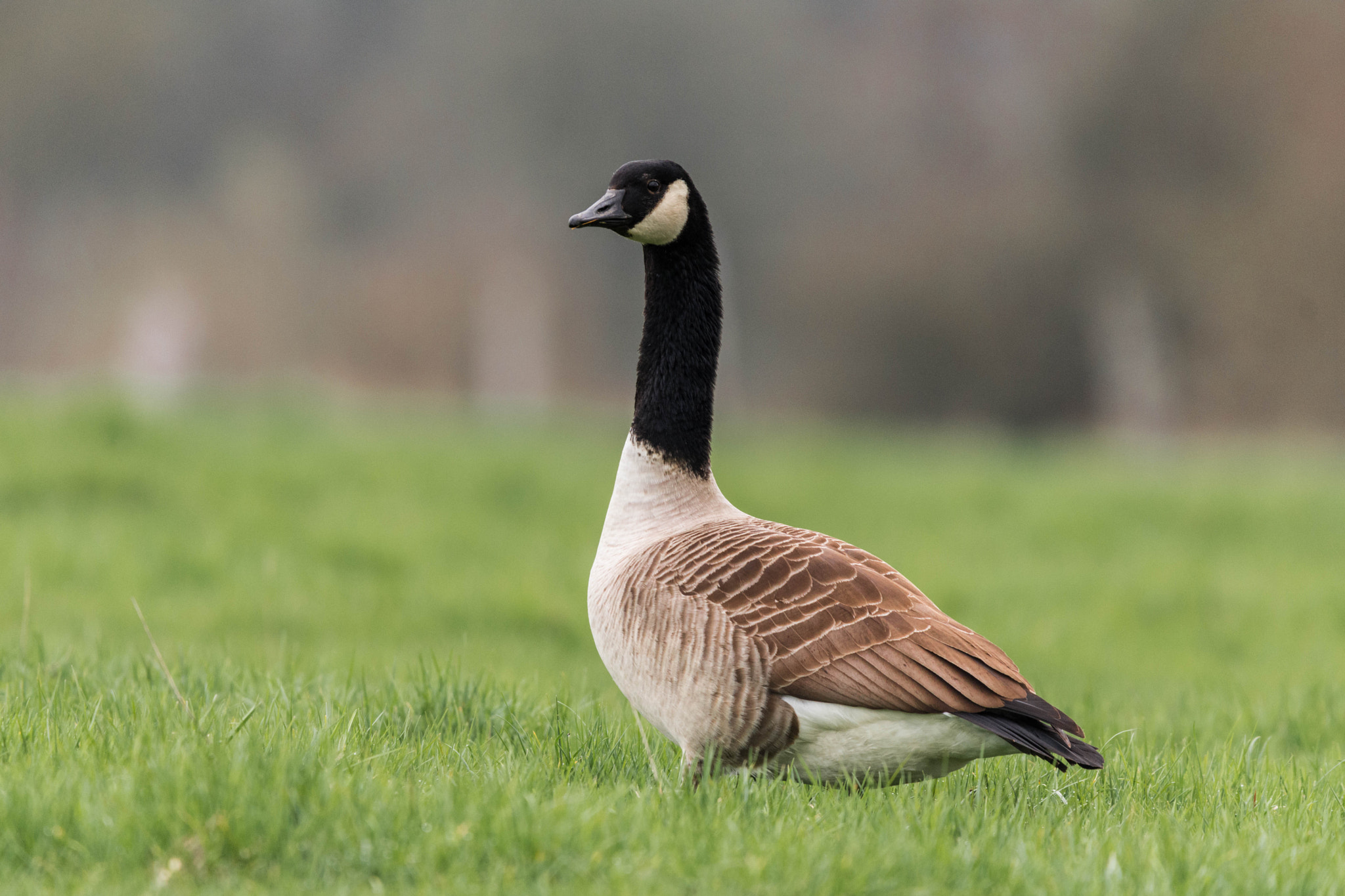 Nikon D7200 + Sigma 150-600mm F5-6.3 DG OS HSM | C sample photo. Wild goose photography