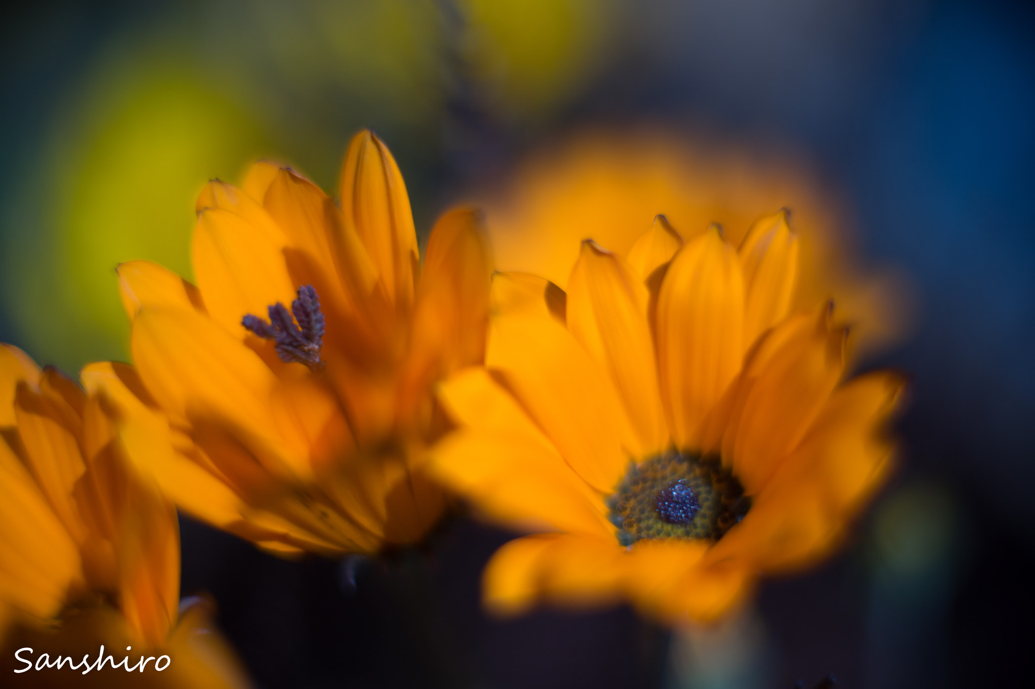 Sony a7 II sample photo. Untitled photography