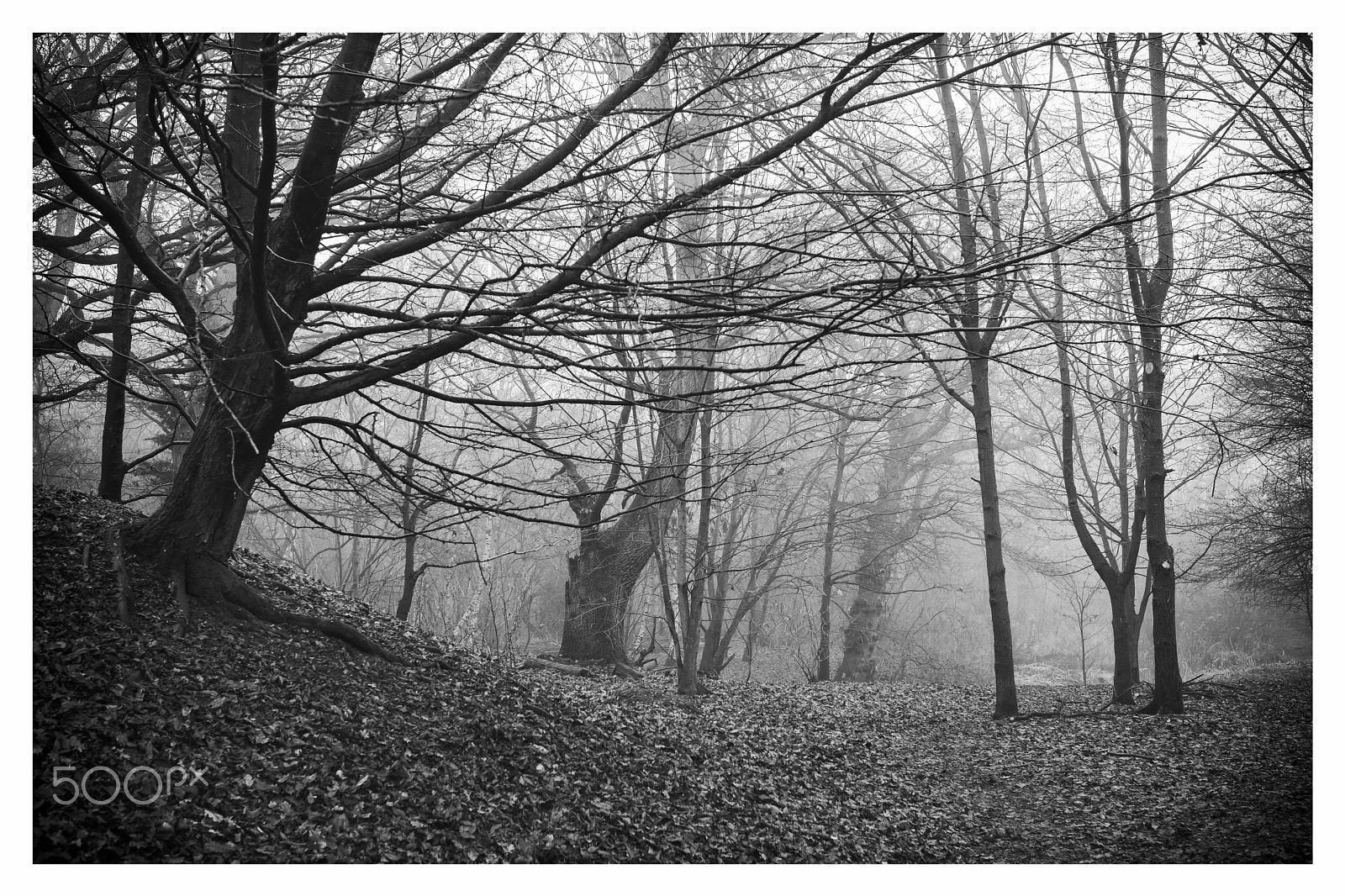 Fujifilm X-Pro2 sample photo. Misty day, pits wood photography