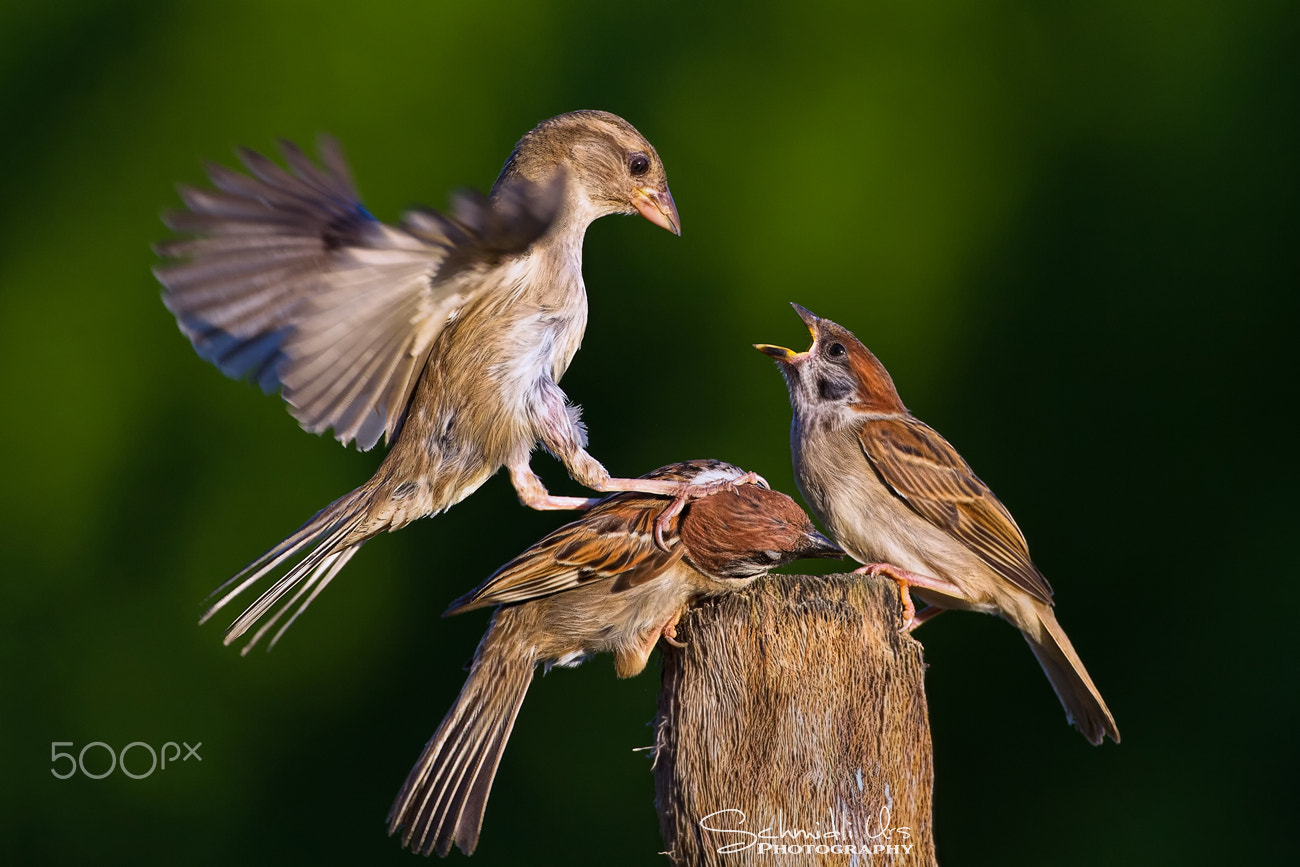 Canon EOS 7D + Canon EF 500mm F4L IS USM sample photo. Hey....lass mein freund in ruhe! photography