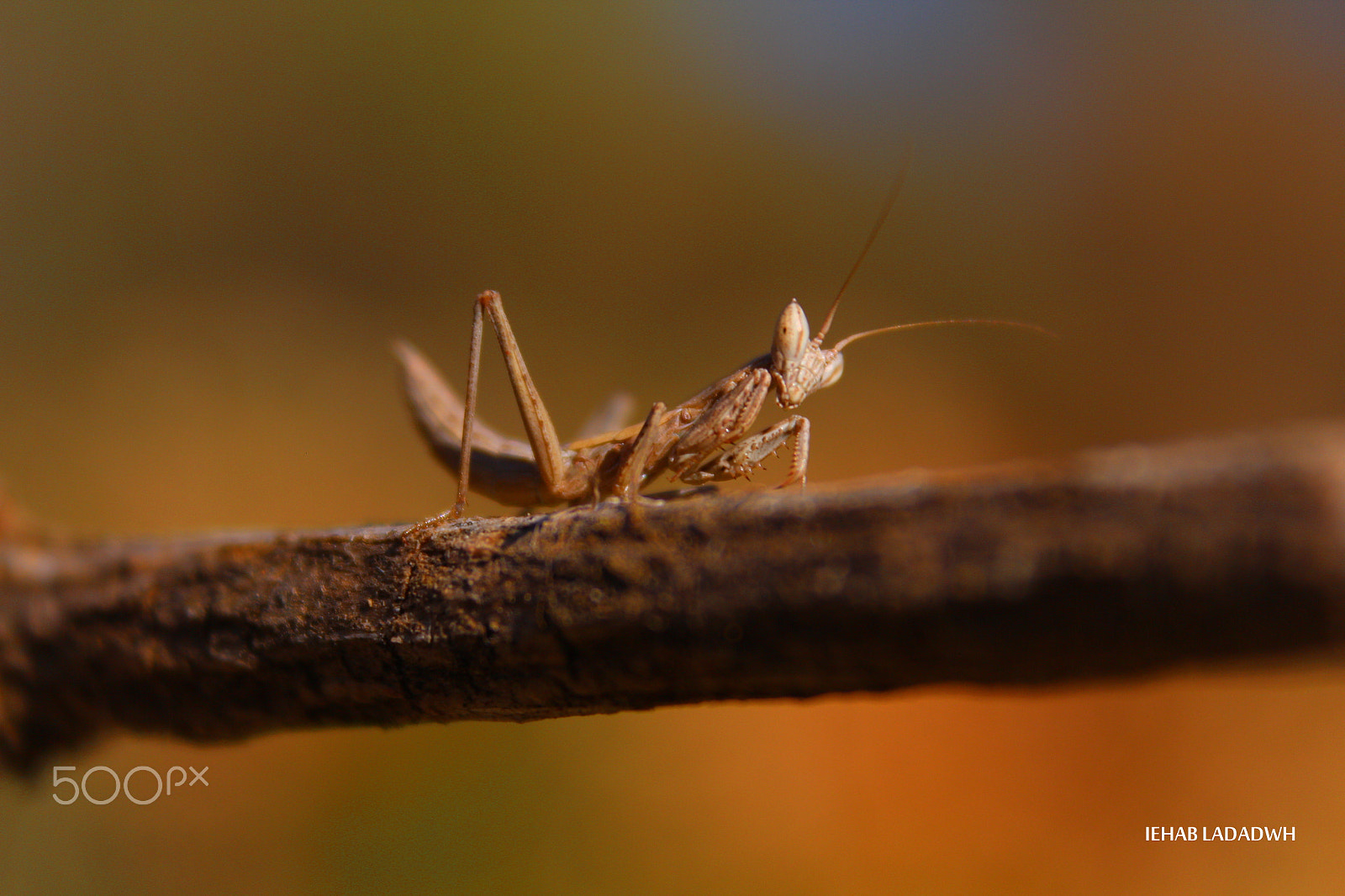 Canon EOS 650D (EOS Rebel T4i / EOS Kiss X6i) sample photo. Mantodea photography