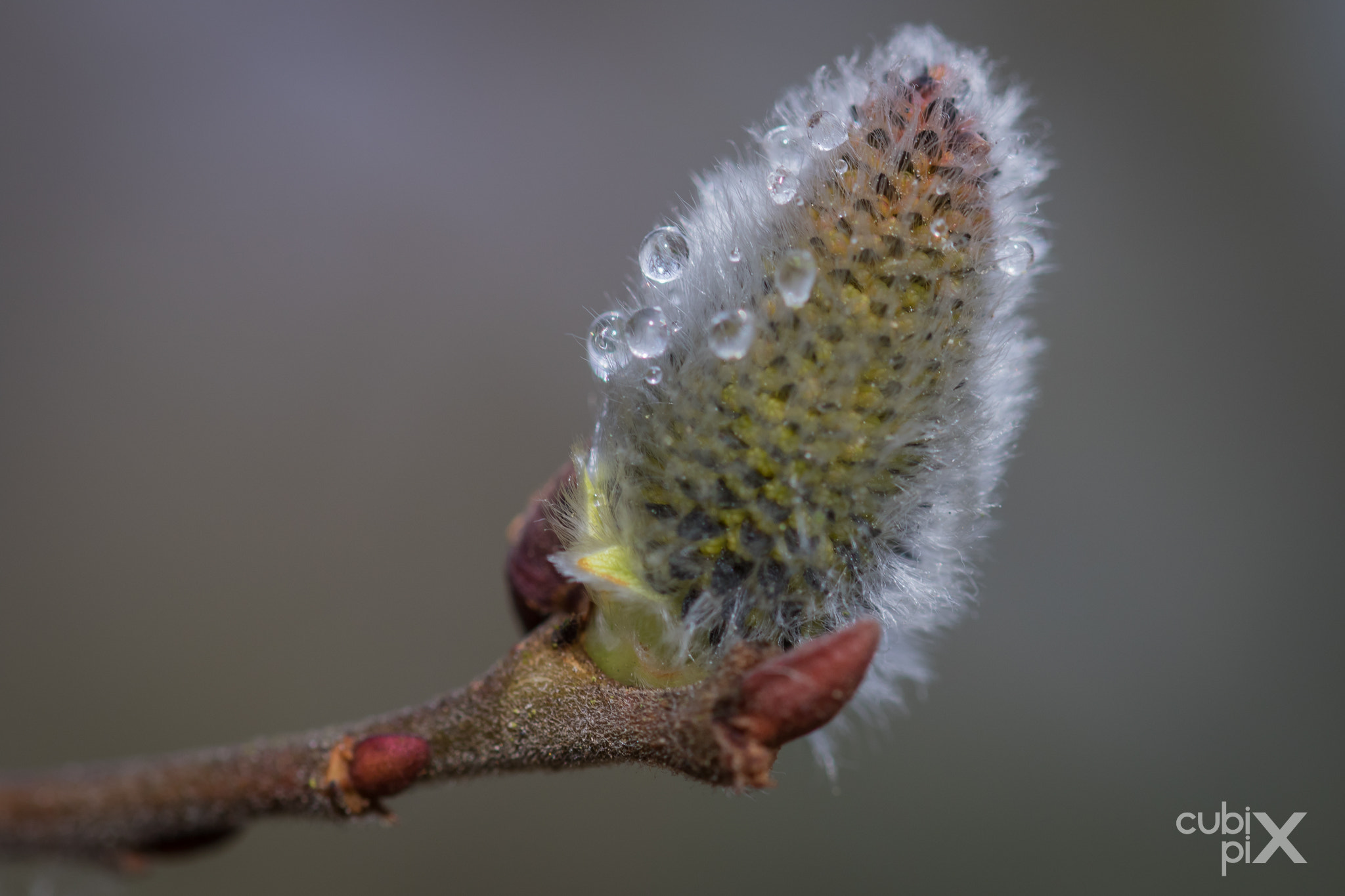 Canon EOS 7D Mark II + Sigma 105mm F2.8 EX DG OS HSM sample photo. Spring is in the air photography