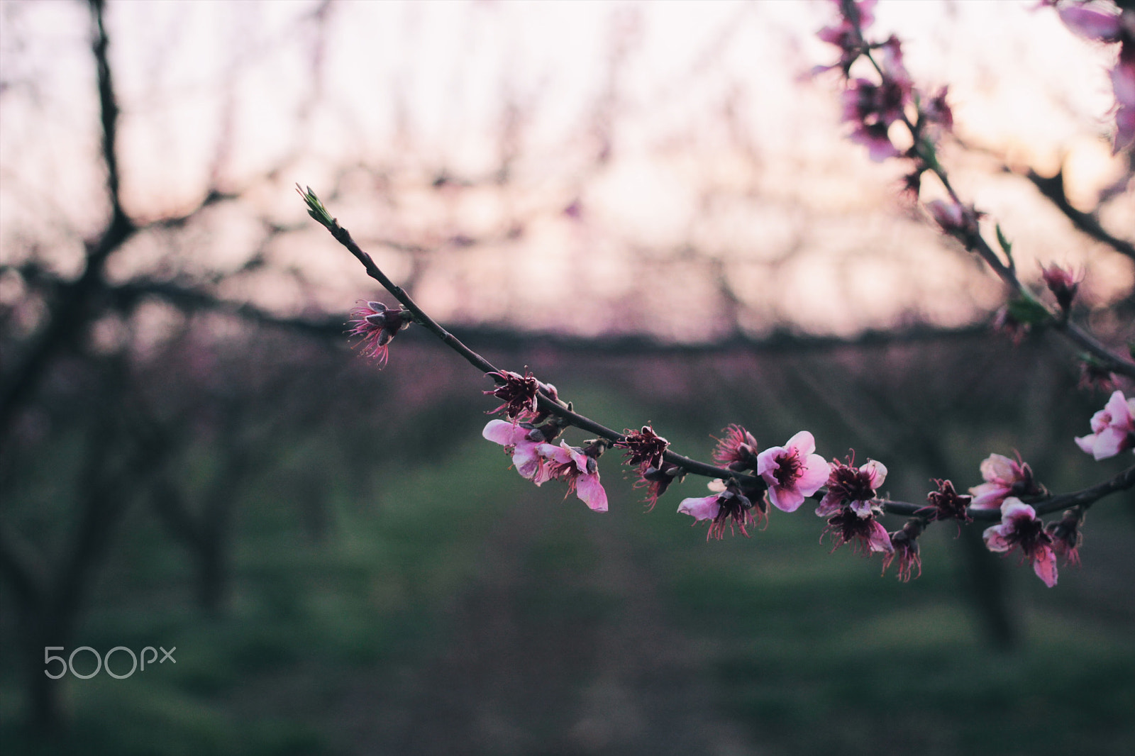 Canon EOS 600D (Rebel EOS T3i / EOS Kiss X5) + Canon EF 40mm F2.8 STM sample photo. Spring pink. photography