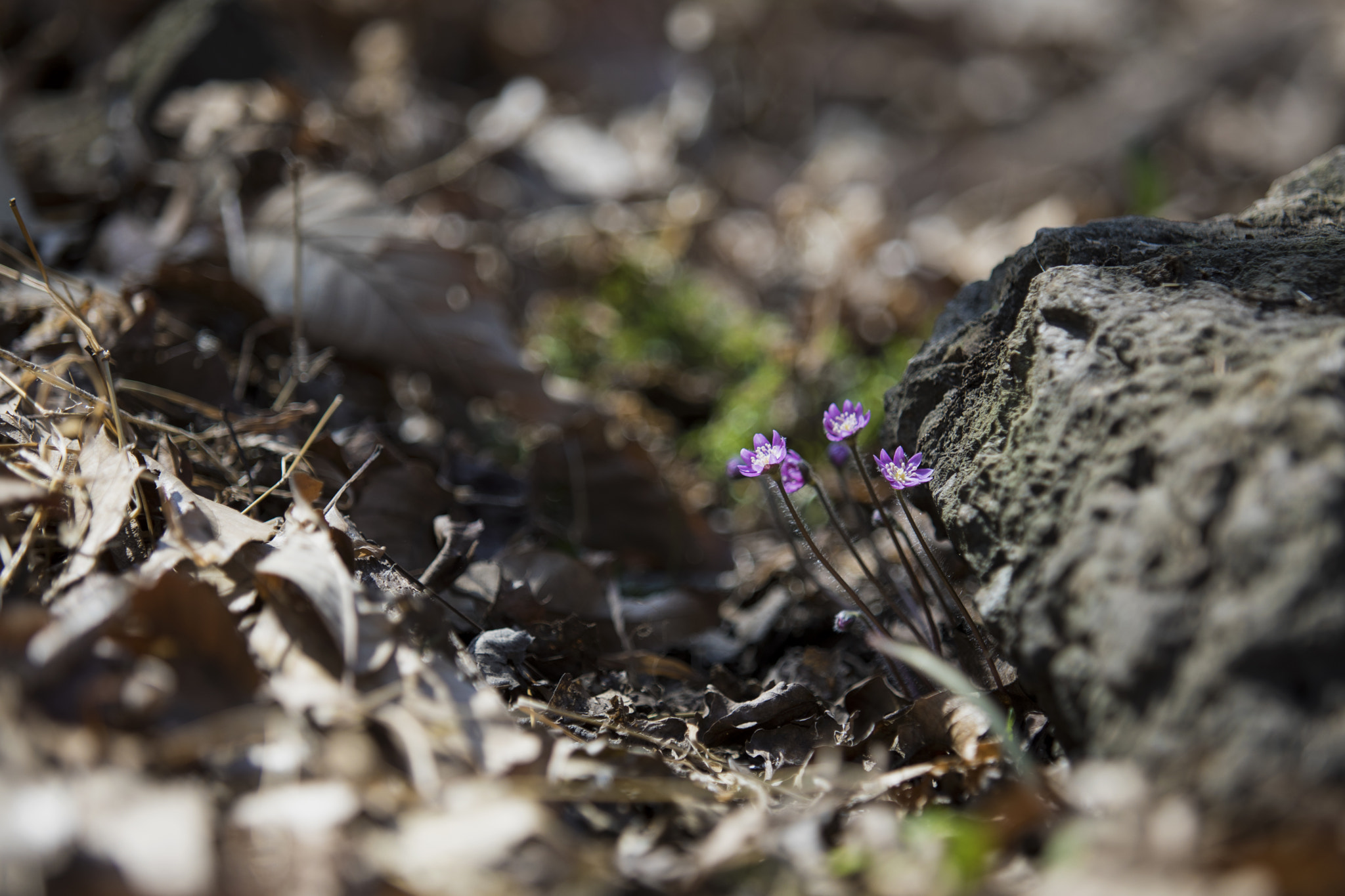 Canon EF 70-200mm F2.8L USM sample photo. Wild flowers photography
