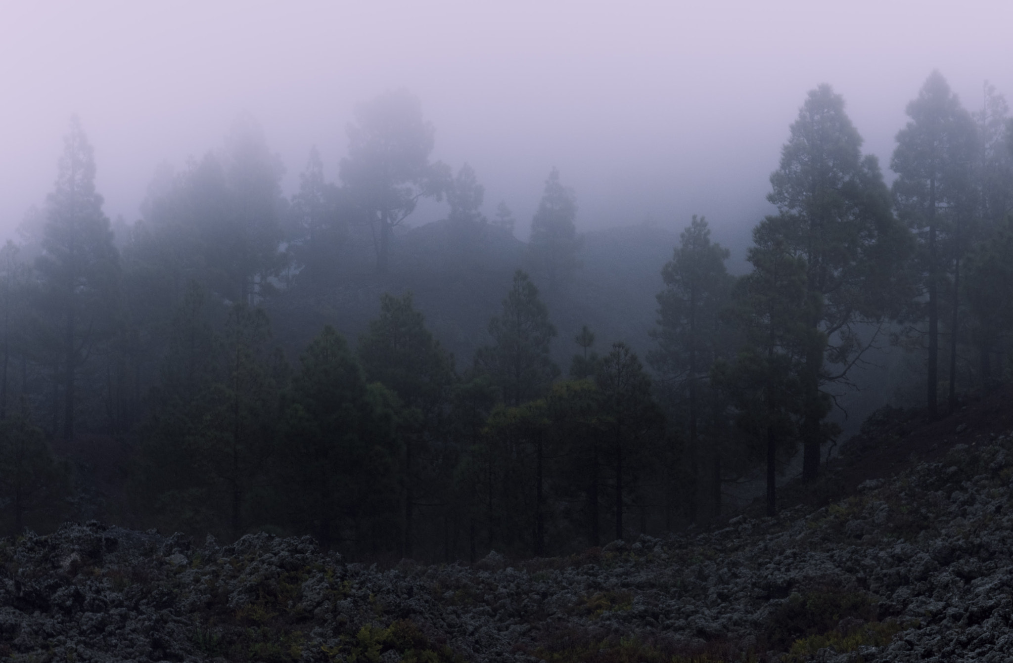 Sigma 17-70mm F2.8-4 DC Macro OS HSM | C sample photo. Entre pinos y niebla photography