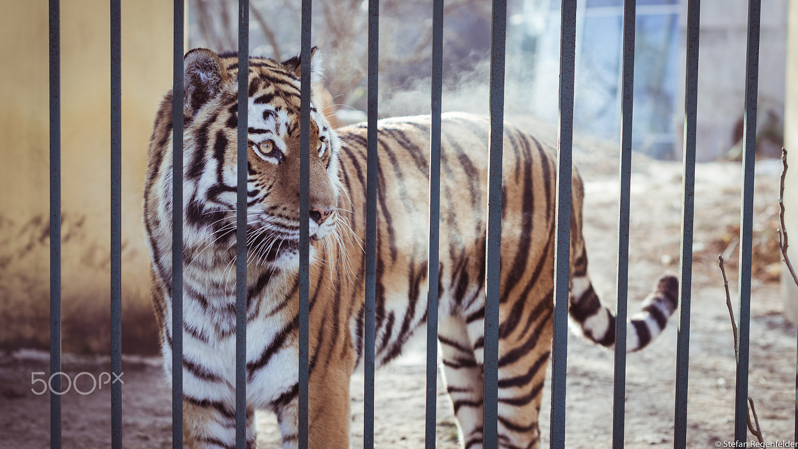 Nikon D610 + Nikon AF-S Nikkor 50mm F1.4G sample photo. Zoo life photography