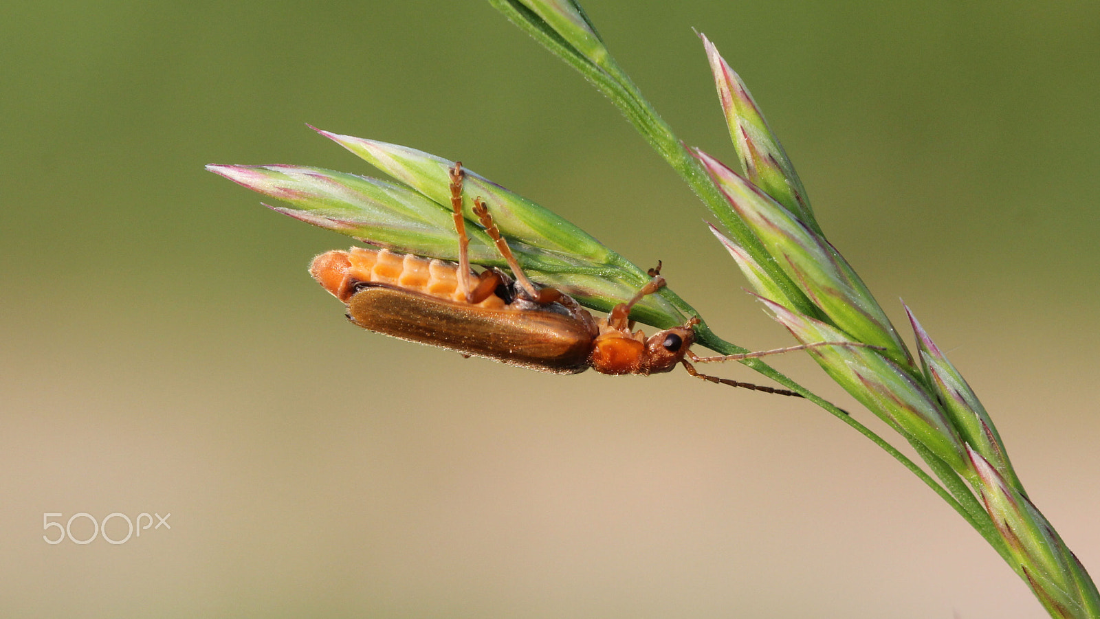 Canon EOS 60D + Canon EF 100mm F2.8 Macro USM sample photo. Common red soldier beetle photography