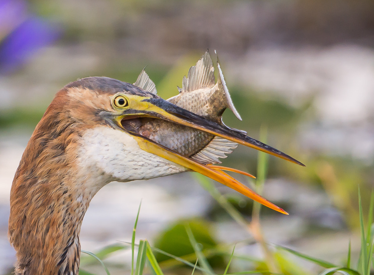 Nikon AF-S Nikkor 600mm F4G ED VR sample photo. Purple heron with catch photography