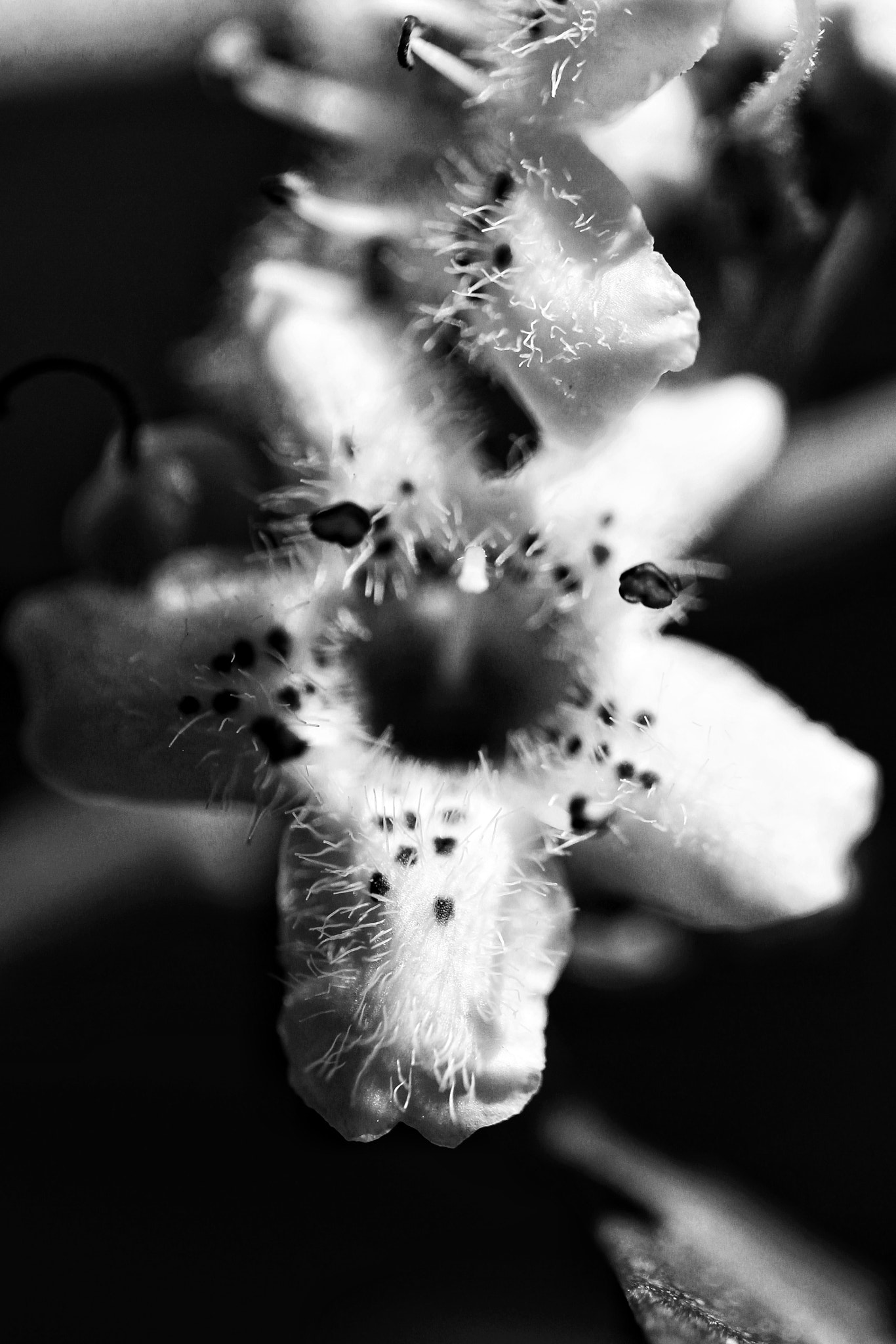 Canon EOS 650D (EOS Rebel T4i / EOS Kiss X6i) sample photo. Flower blossom b/w 2 photography