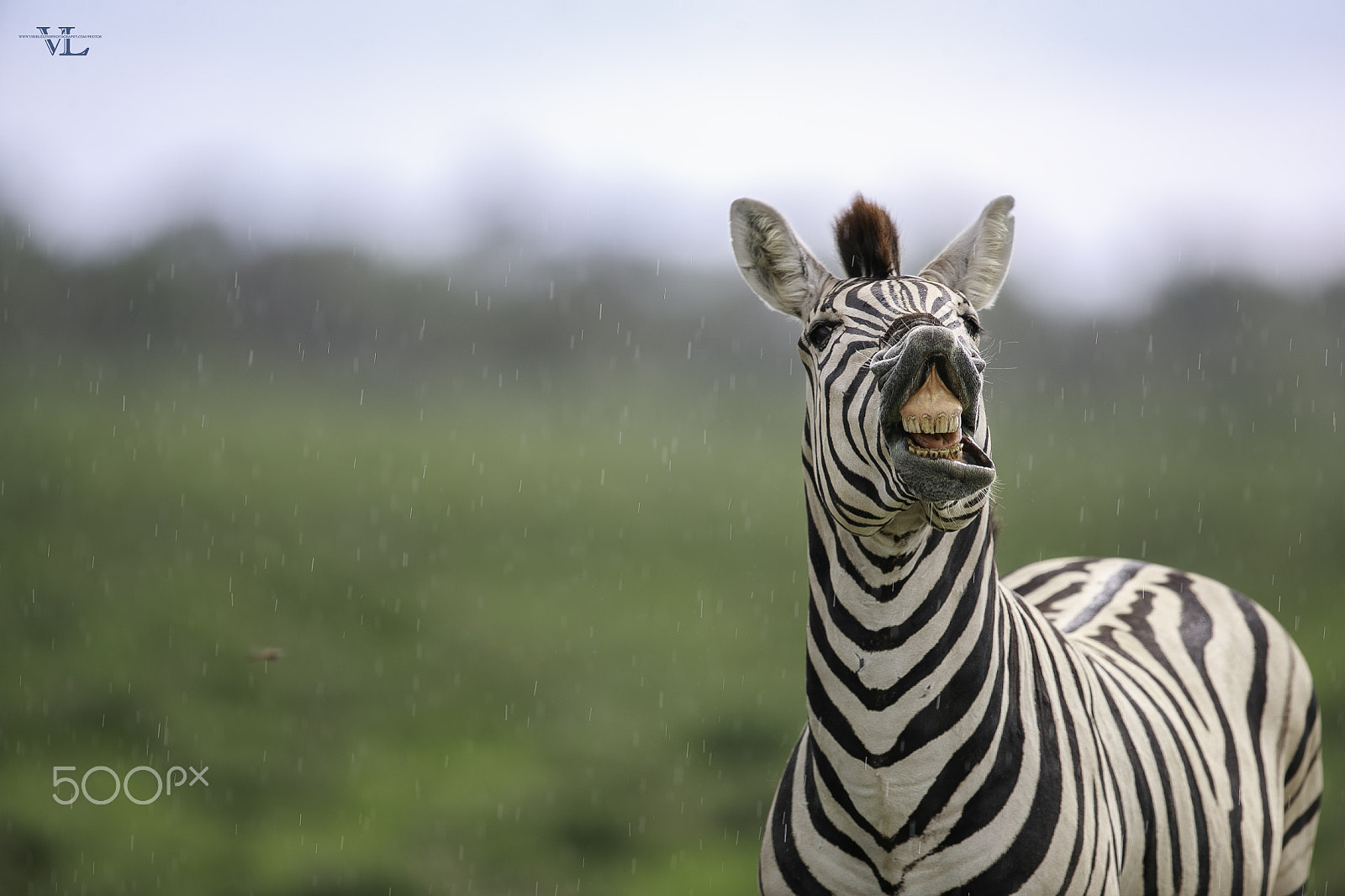 Canon EF 600mm F4L IS II USM sample photo. Zebra photography
