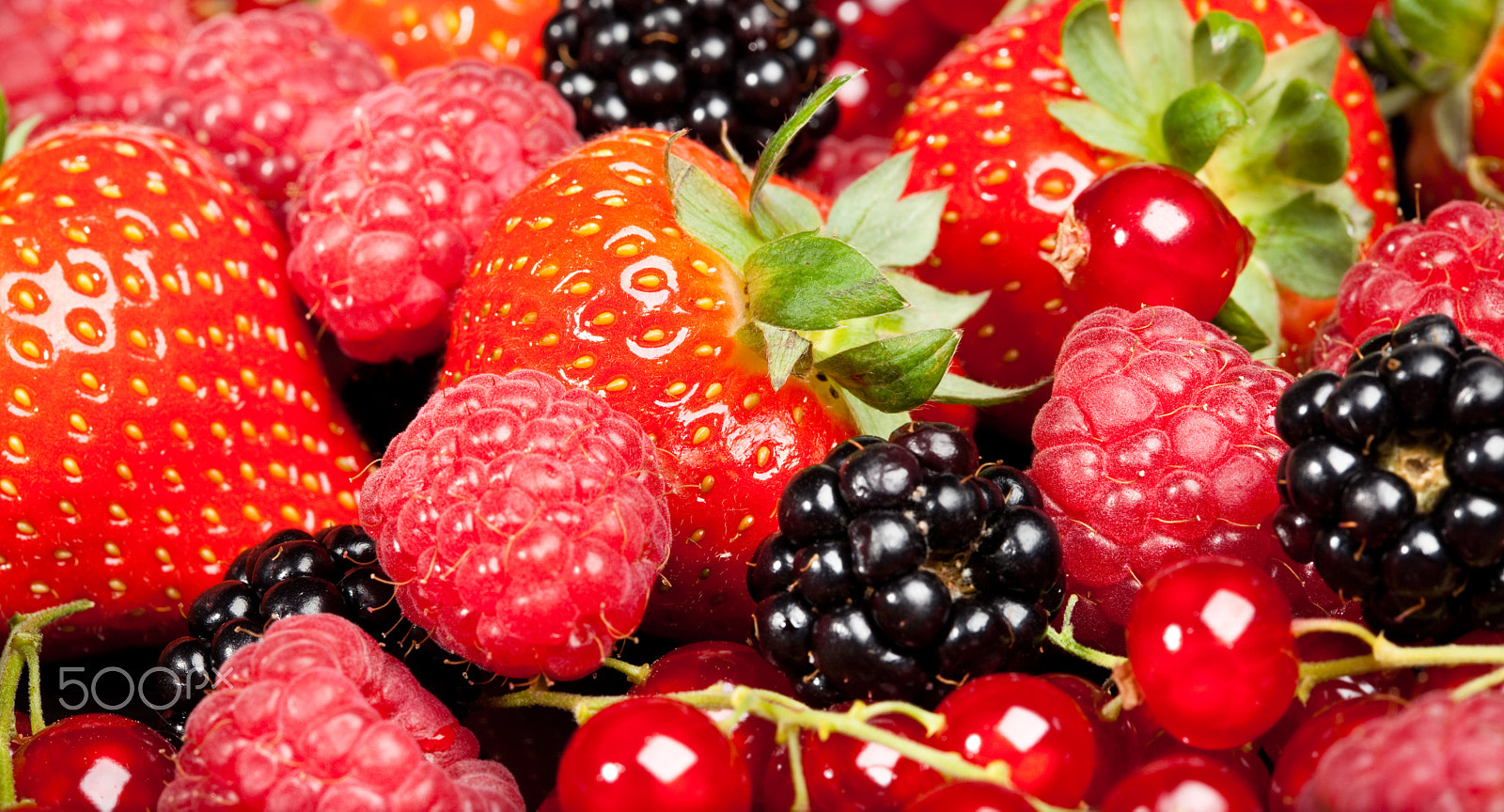 Canon EF 100mm F2.8 Macro USM sample photo. Berrys photography
