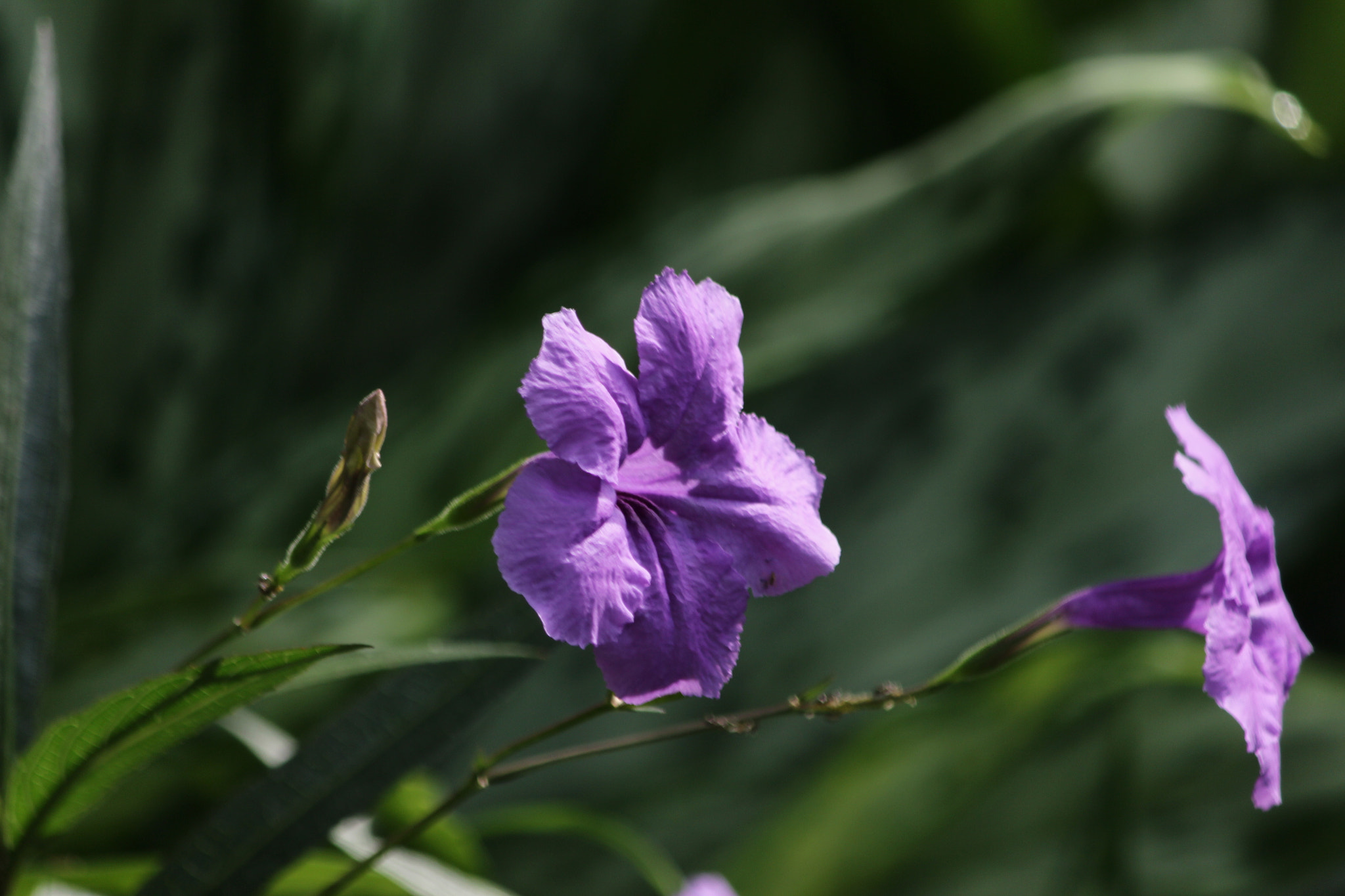 Canon EF-S 55-250mm F4-5.6 IS sample photo