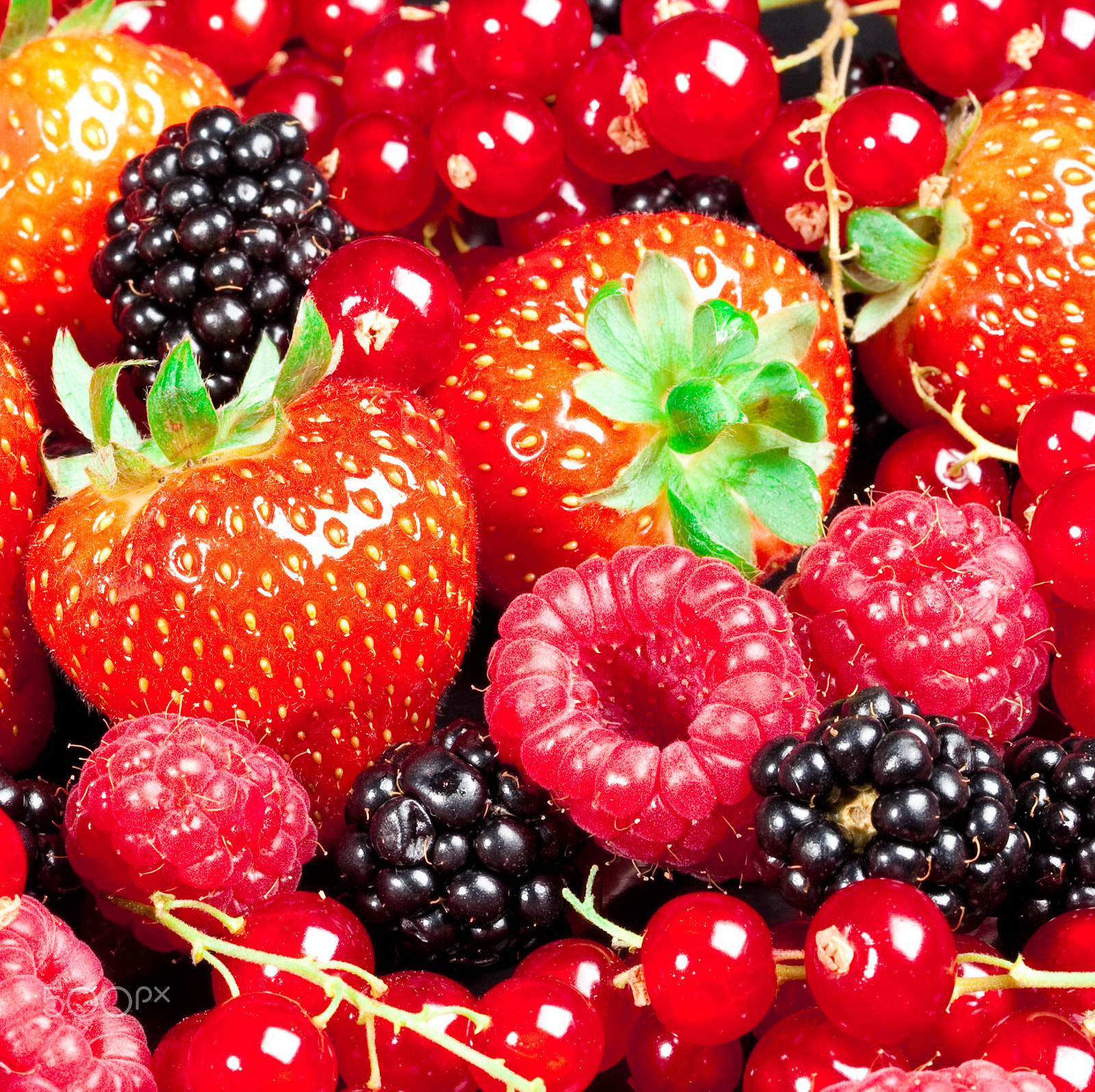 Canon EF 100mm F2.8 Macro USM sample photo. Berrys photography