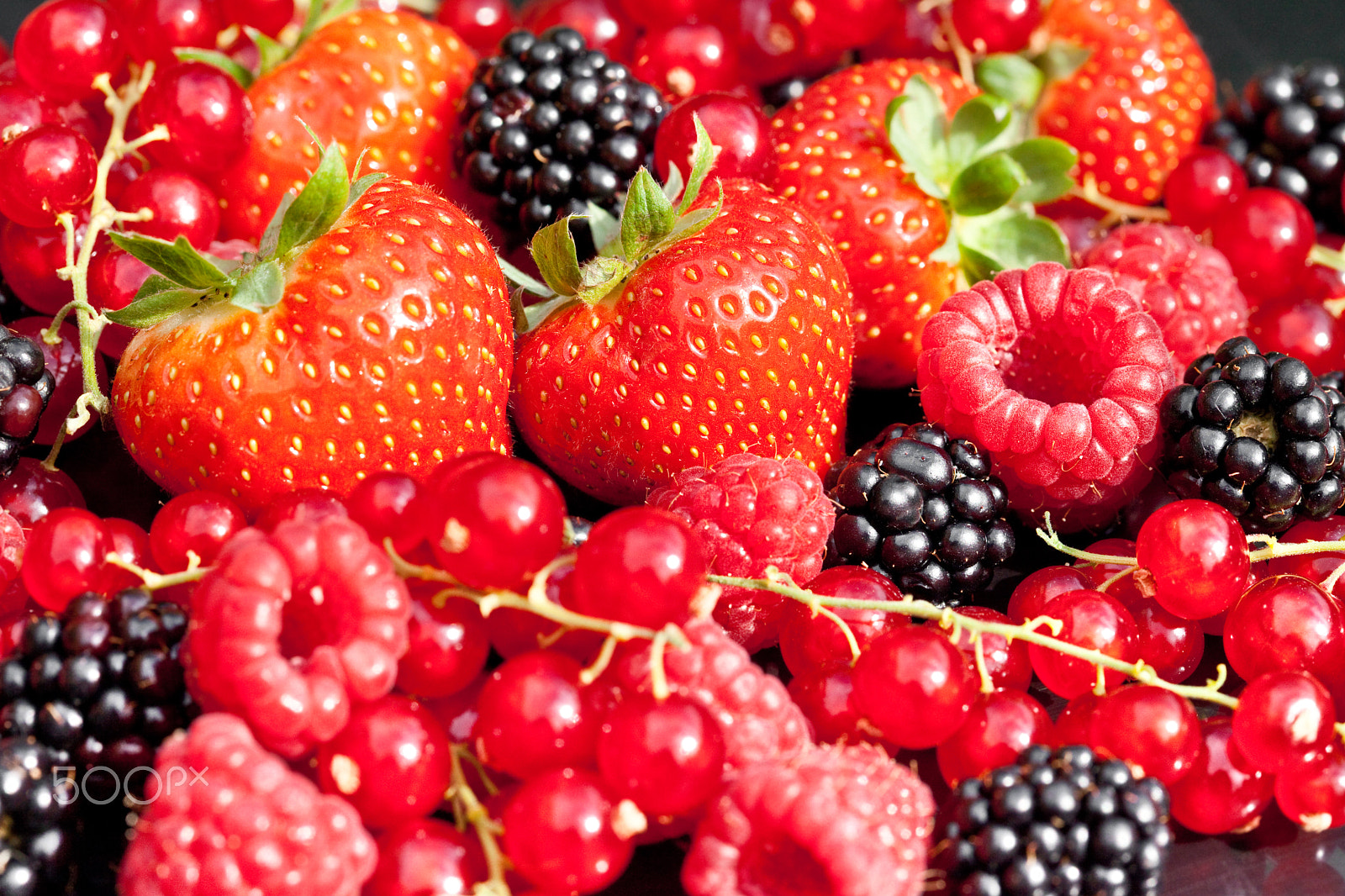 Canon EF 100mm F2.8 Macro USM sample photo. Berrys photography
