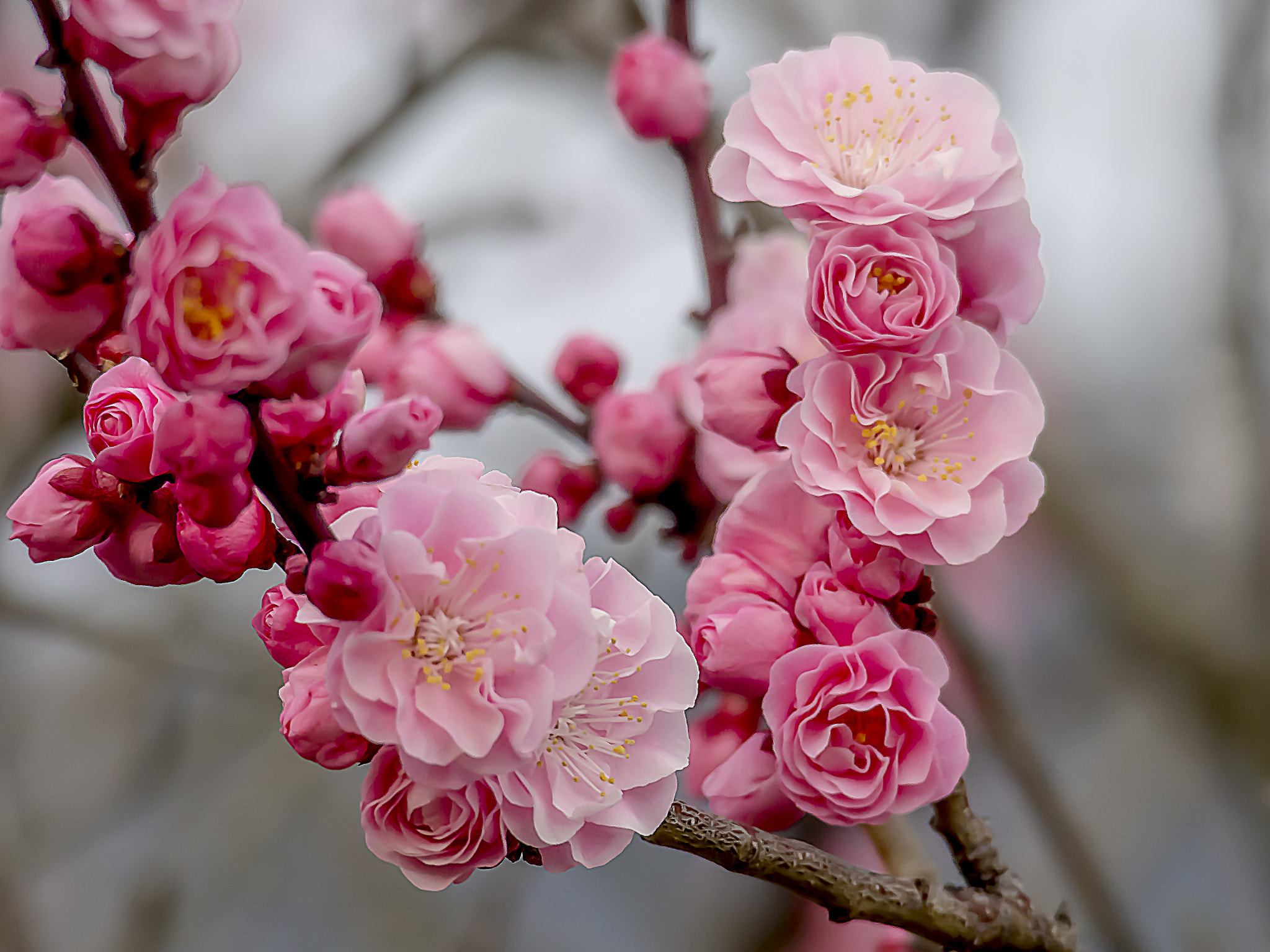 Olympus OM-D E-M5 sample photo. The red plums of the museum photography