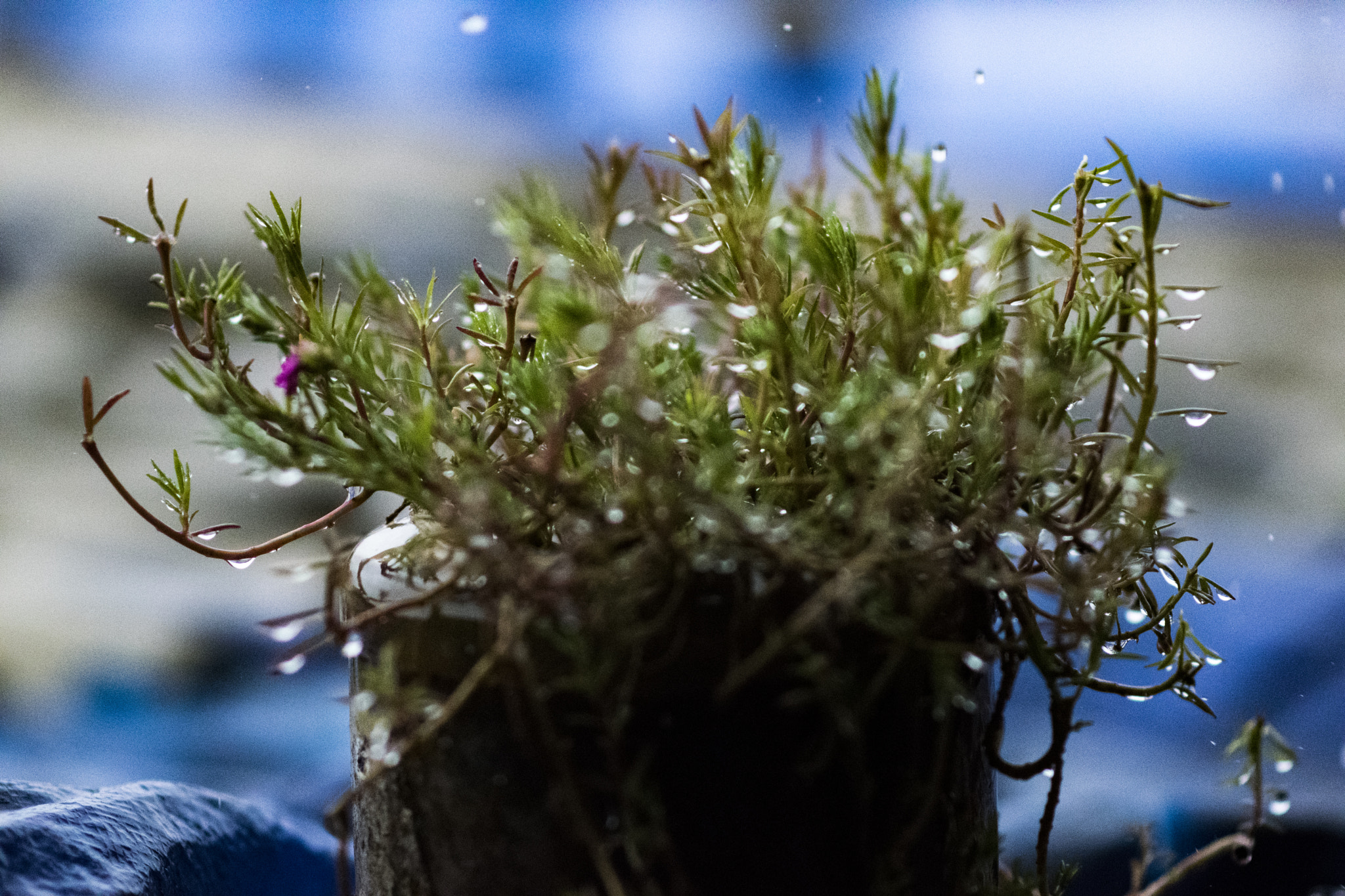 Nikon AF-S Nikkor 85mm F1.8G sample photo. Flower photography