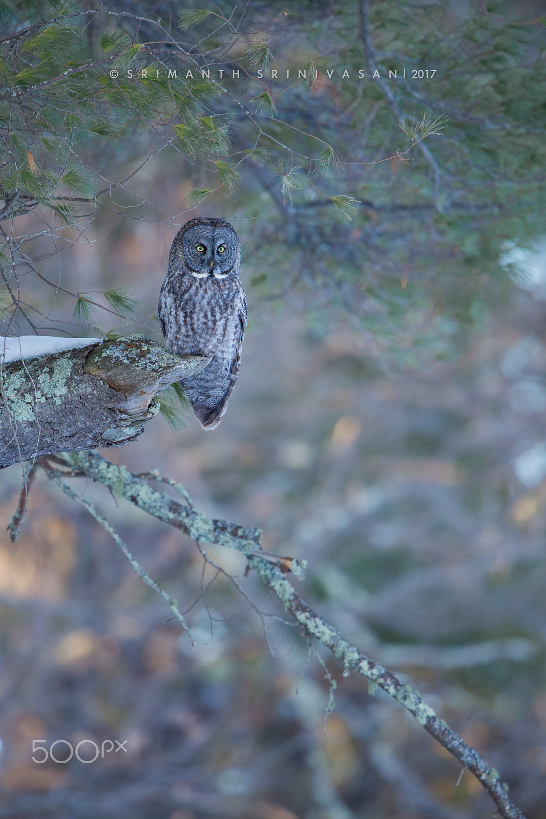 Nikon D610 + Nikon AF-S Nikkor 600mm F4G ED VR sample photo. Visitor from the north photography