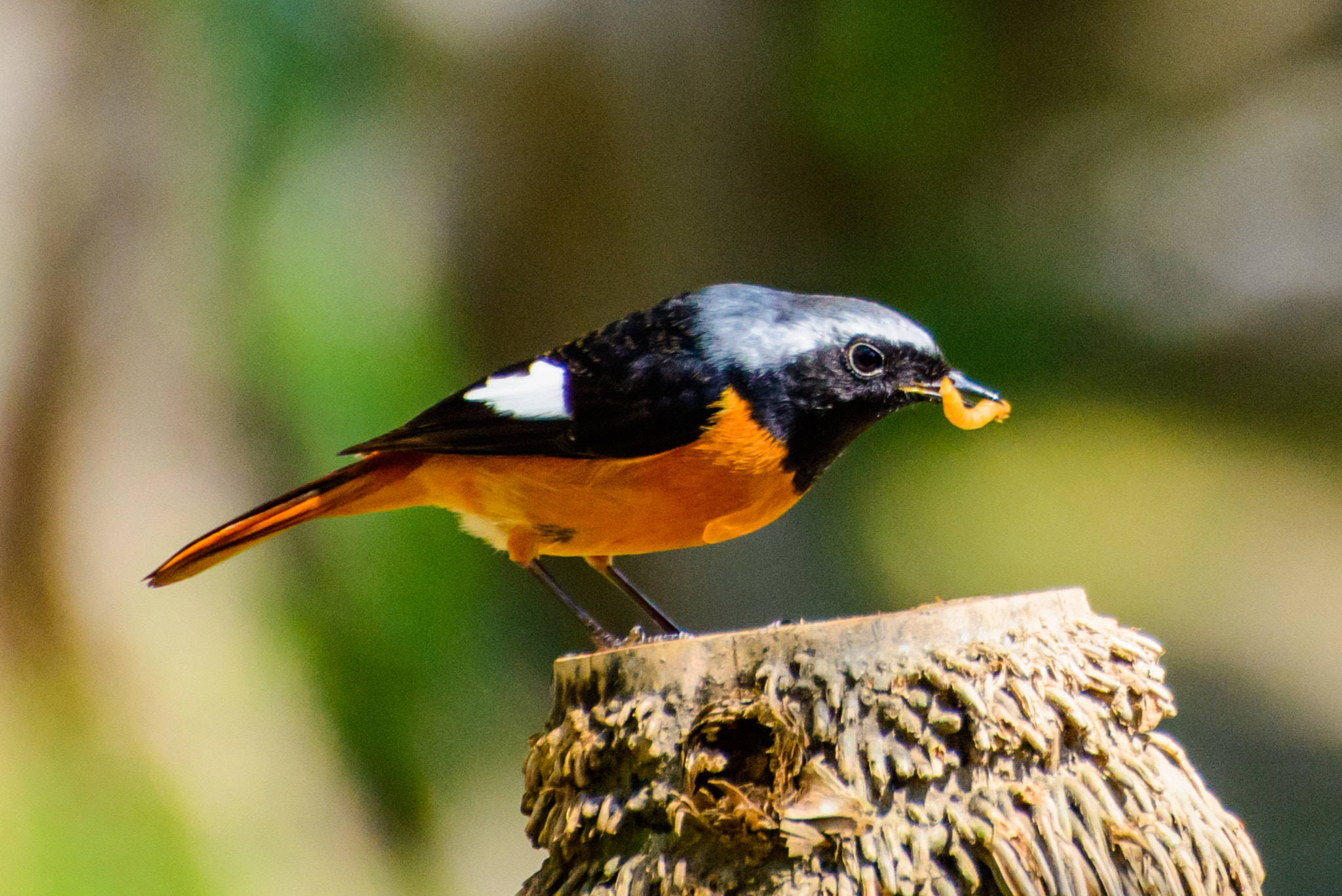 Nikon D800E sample photo. Daurian redstart photography