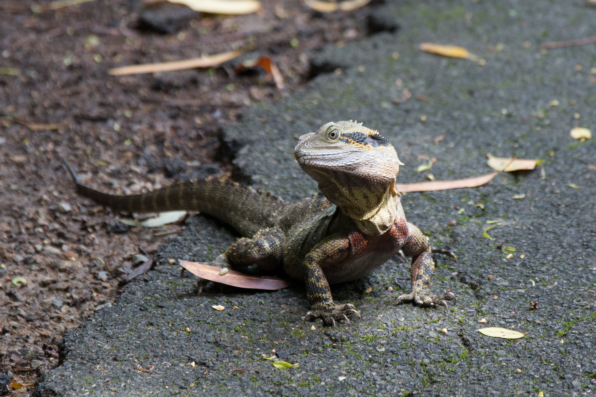 Canon EOS 70D + Sigma 17-70mm F2.8-4 DC Macro OS HSM sample photo. Fellow zoo goer, like myself! photography