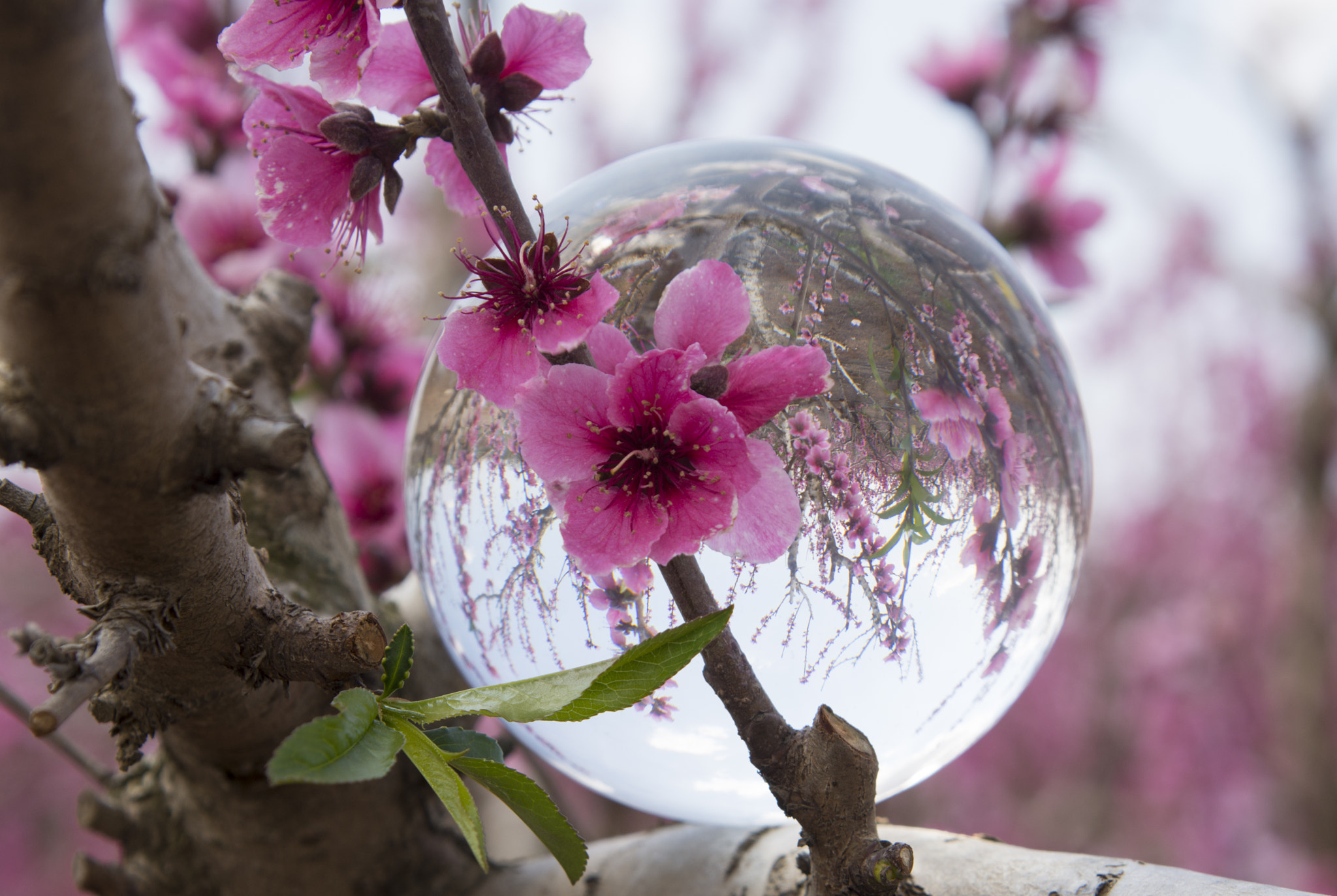 Nikon AF-S Nikkor 24-120mm F4G ED VR sample photo. Flowering - crysrall ball photography