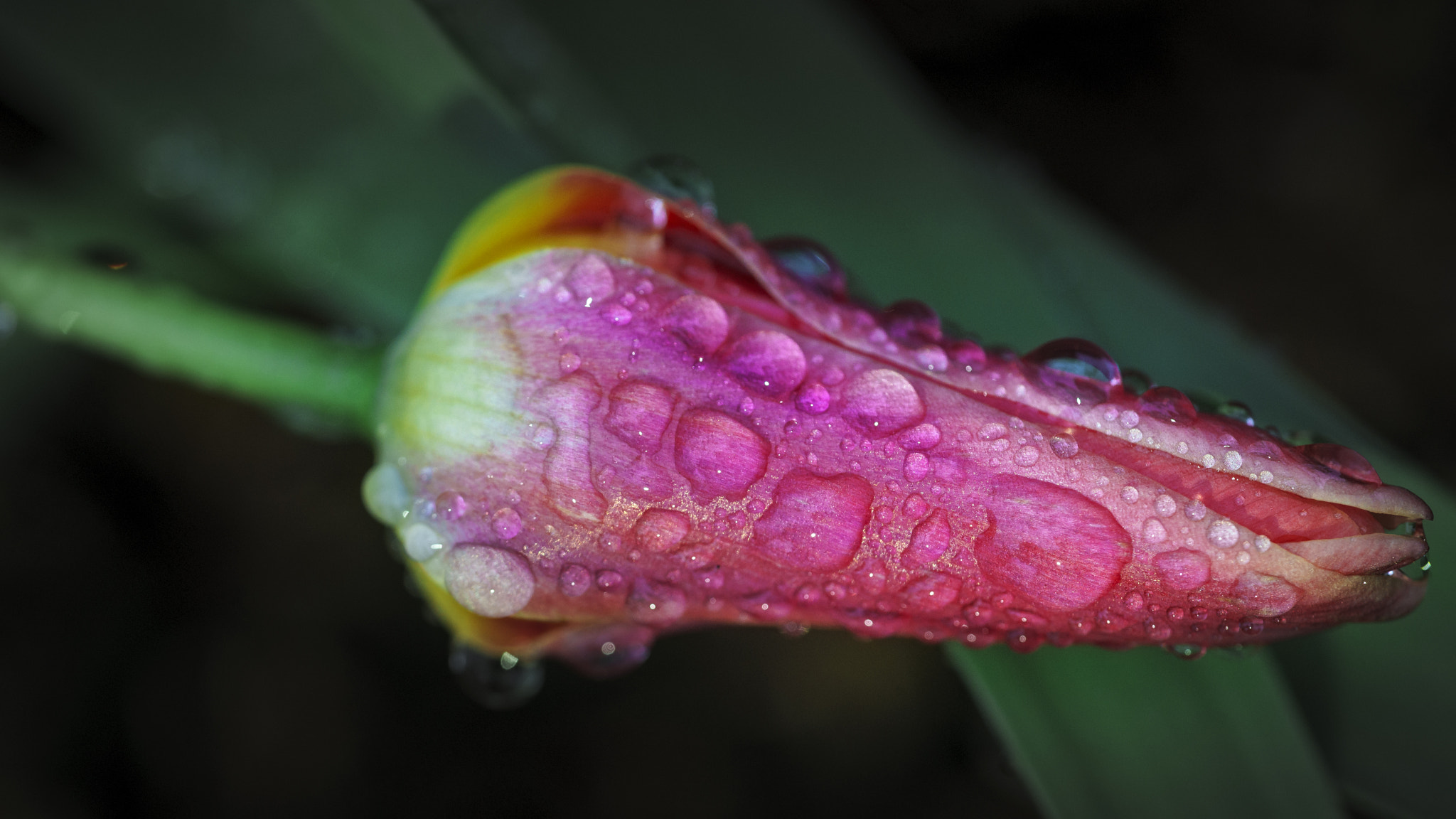 Sony a7 II sample photo. Raindrops photography