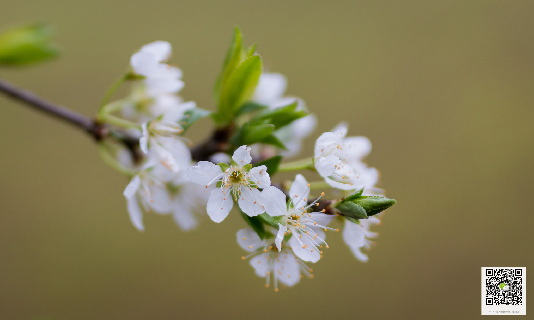 Canon EOS 70D sample photo. 白黄绿 photography