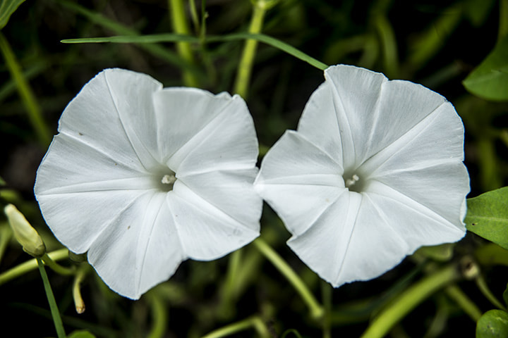 Nikon AF Nikkor 24-85mm F2.8-4D IF sample photo