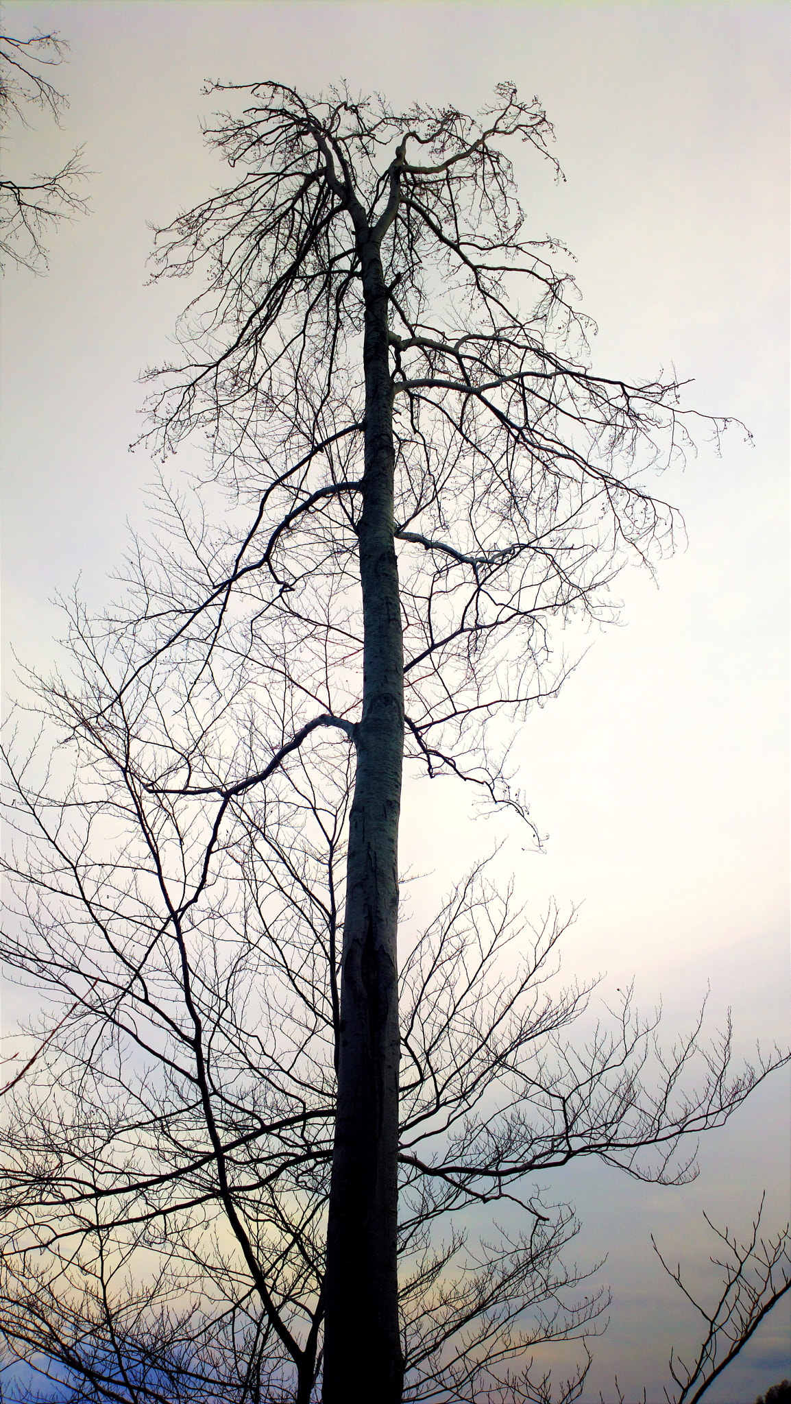 Nokia 808 PureView sample photo. Stablo photography