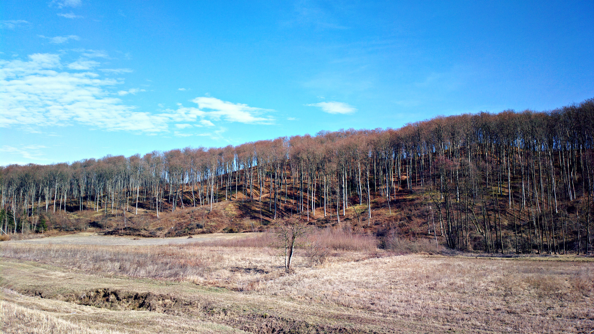 Nokia 808 PureView sample photo. Creek and forest photography