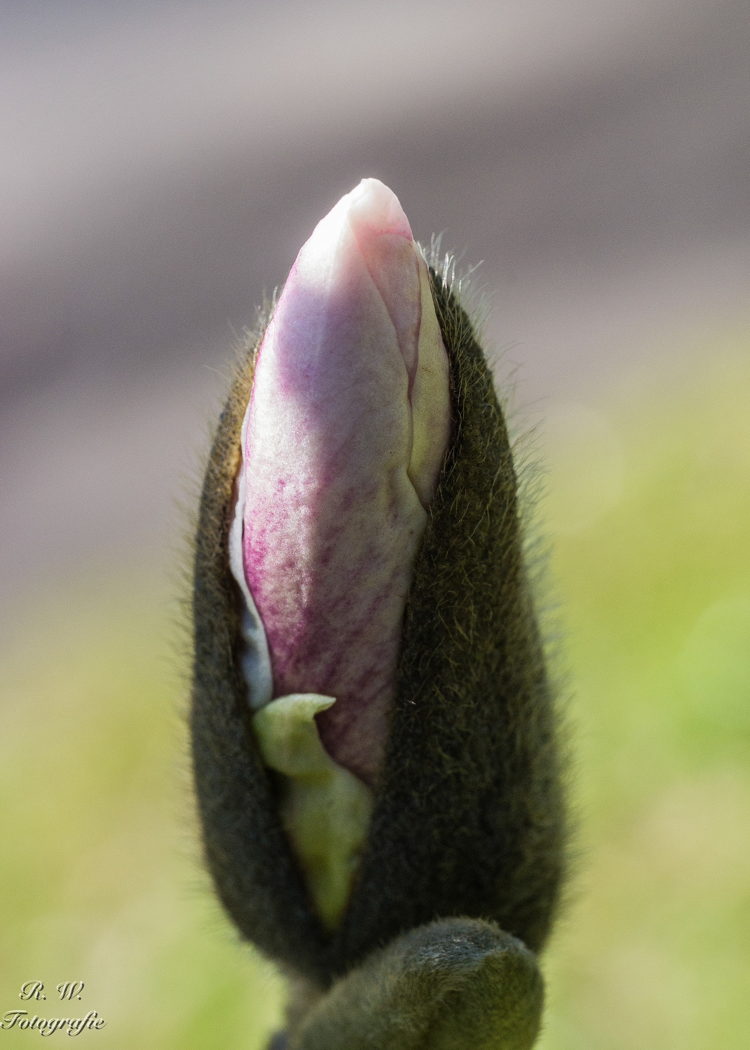 Panasonic DMC-G81 sample photo. Der frühling kommt photography