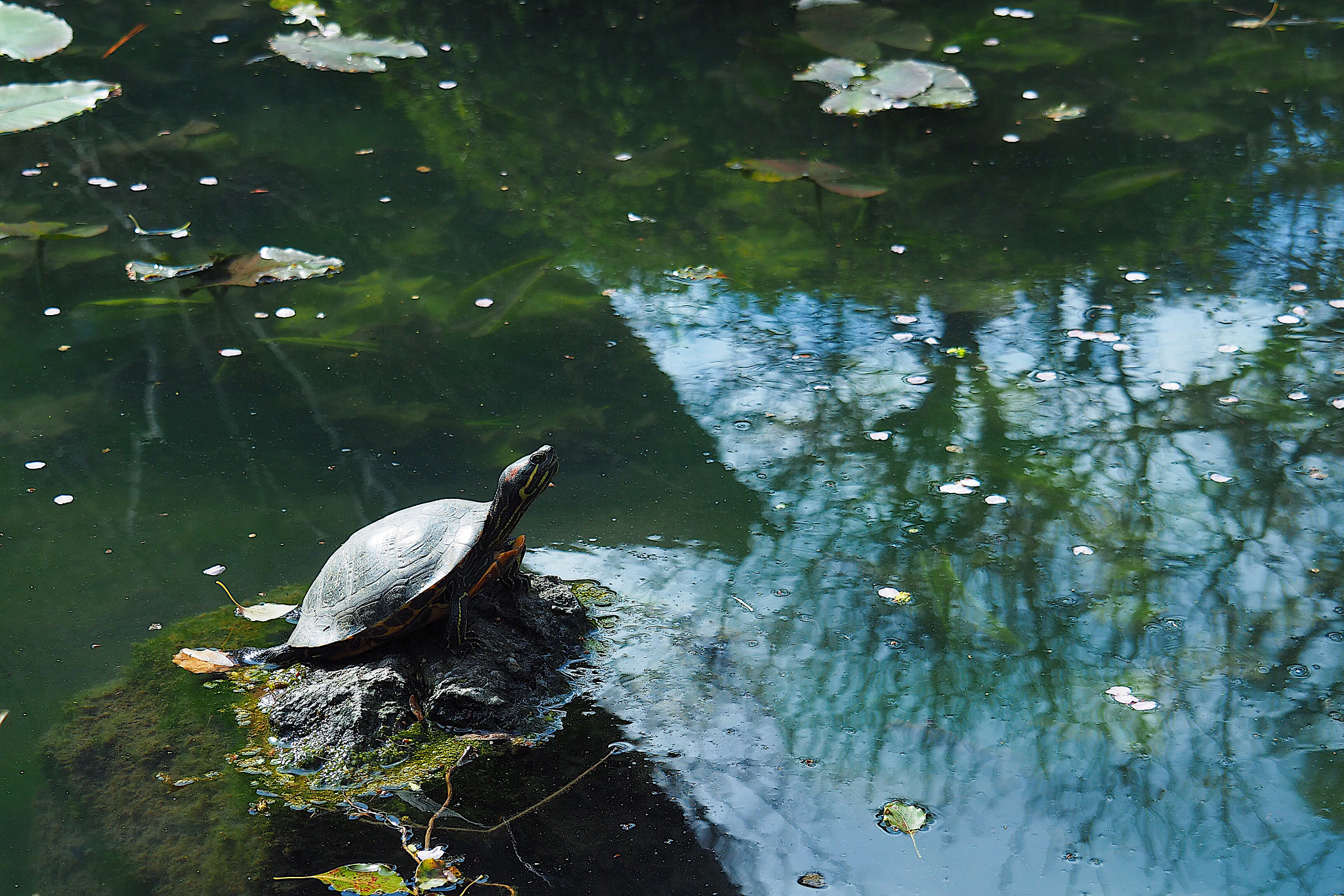Olympus M.Zuiko Digital ED 14-150mm F4-5.6 sample photo. Turtle photography