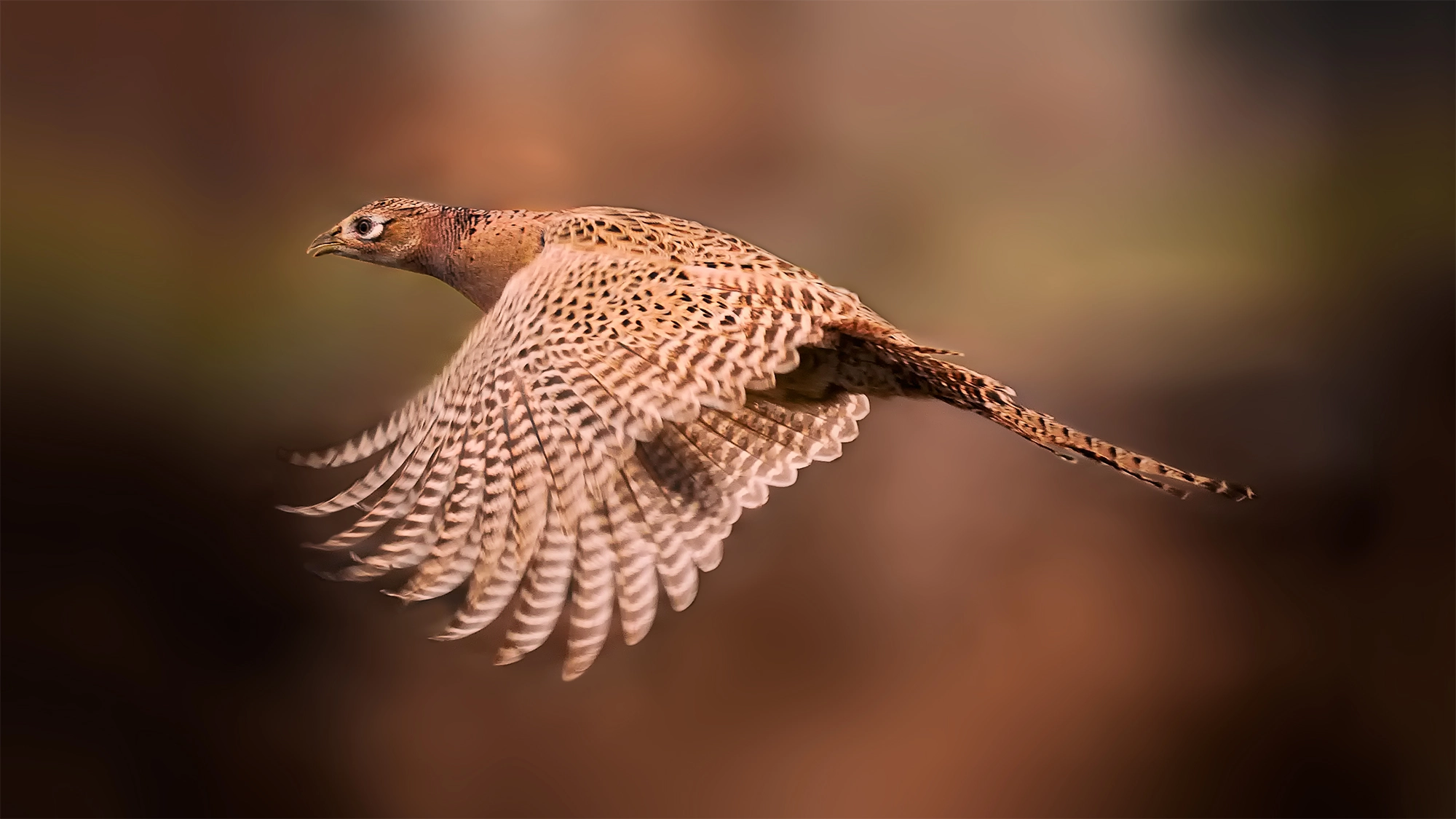 Nikon D90 sample photo. Phasianus colchicus photography