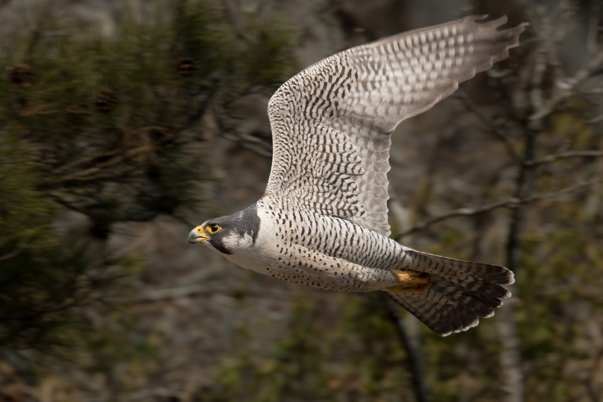 Canon EOS-1D X + Canon EF 800mm F5.6L IS USM sample photo. 超高速ハヤブサ photography