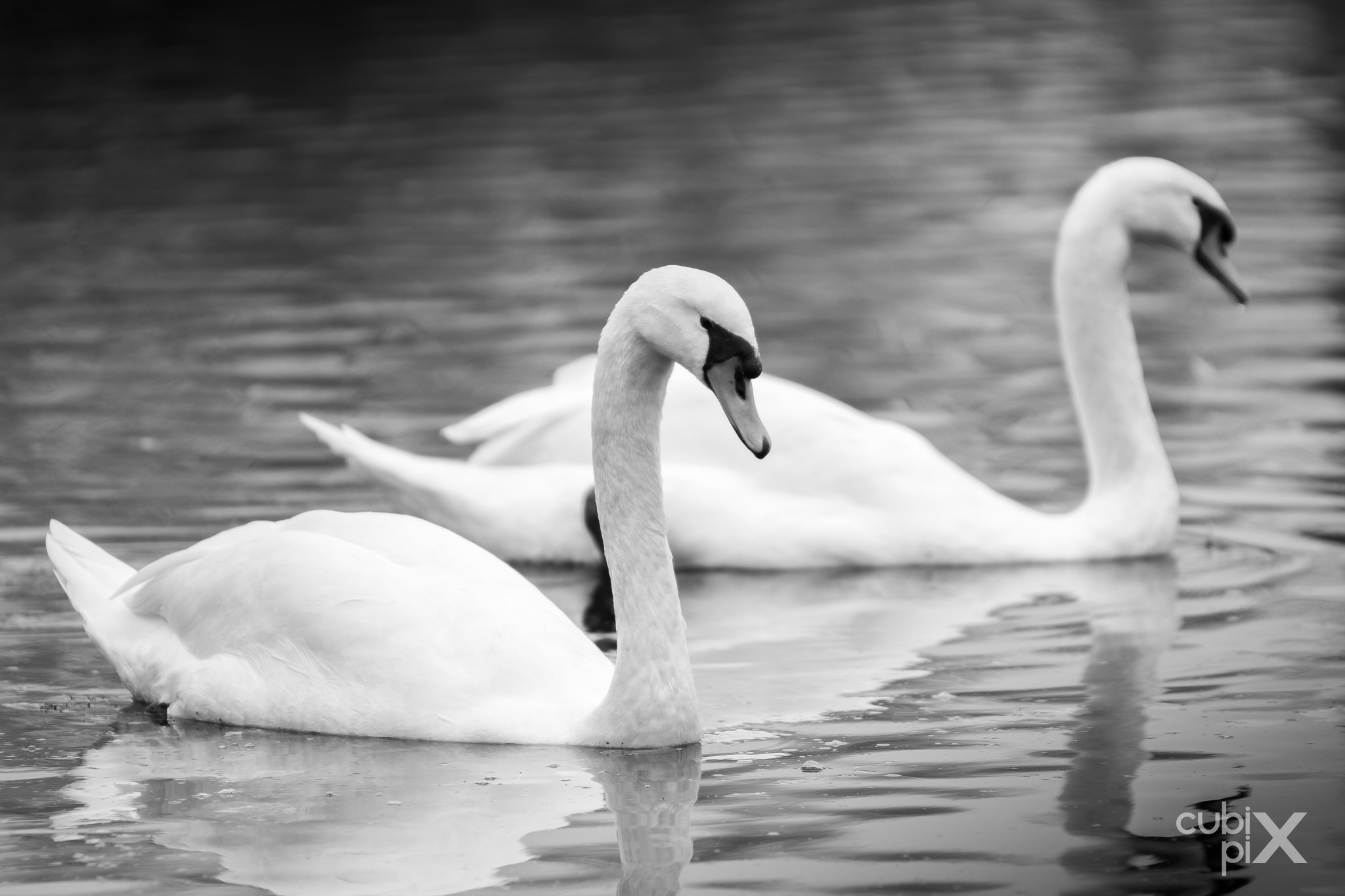 Sigma 70-200mm F2.8 EX DG OS HSM sample photo. Swan love photography