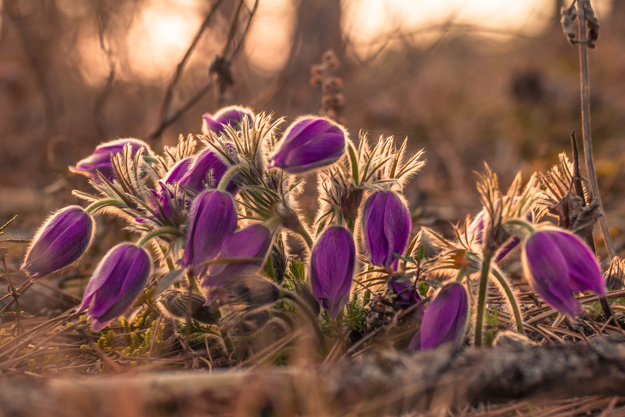 Canon EOS 7D sample photo. Pasqueflowers photography