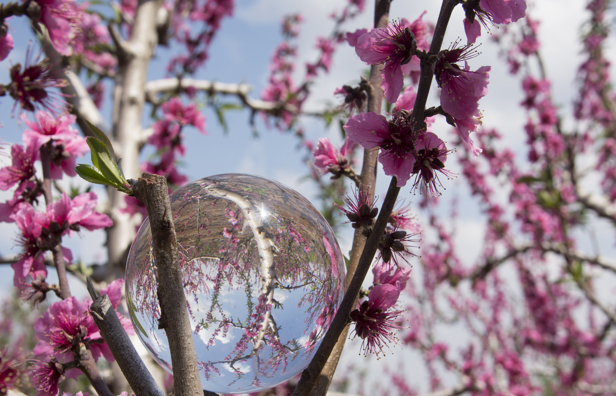 Nikon AF-S Nikkor 24-120mm F4G ED VR sample photo. Flowering photography