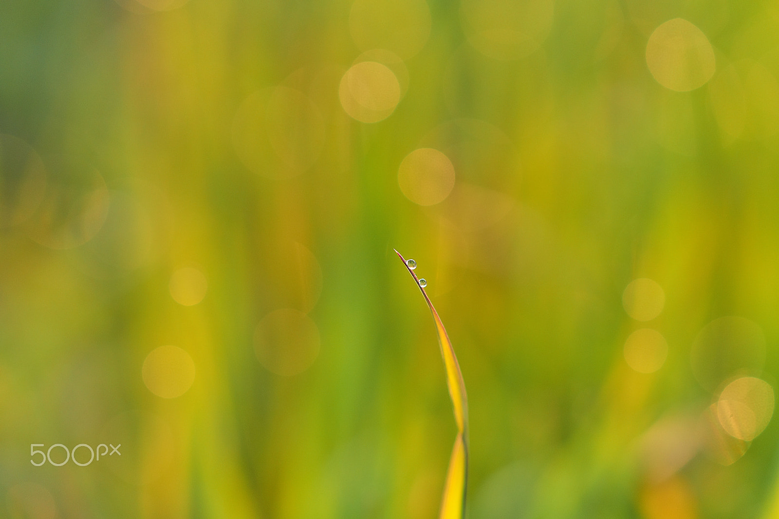 Sony a99 II sample photo. Dsc04948 photography