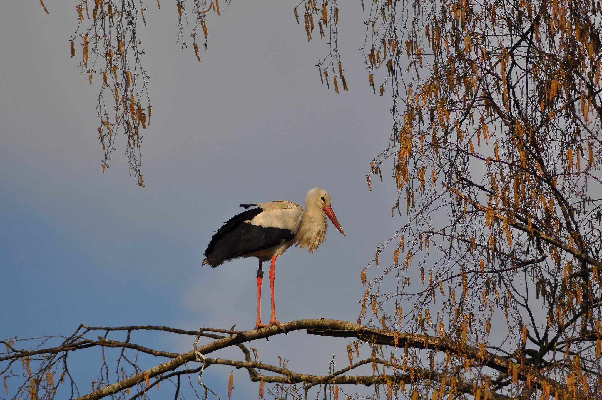Nikon D5000 sample photo. Stork on the bough photography