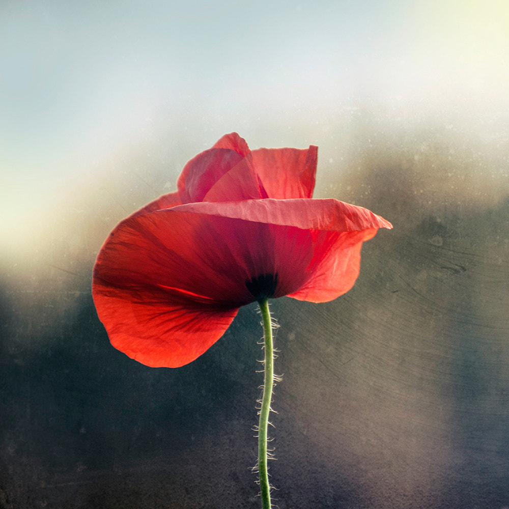 Nikon D90 sample photo. Amapola photography