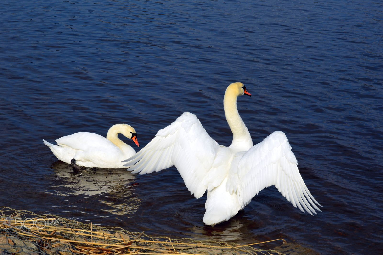 Nikon D3200 sample photo. Jpg swans photography
