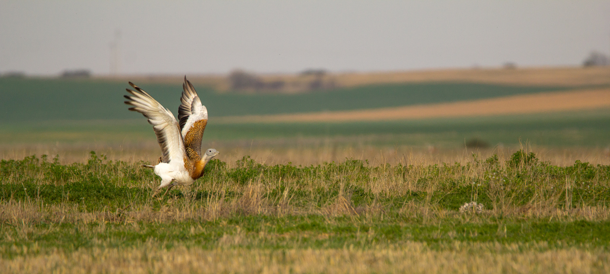 Canon EOS 60D + Tamron SP 150-600mm F5-6.3 Di VC USD sample photo. Great bustard photography